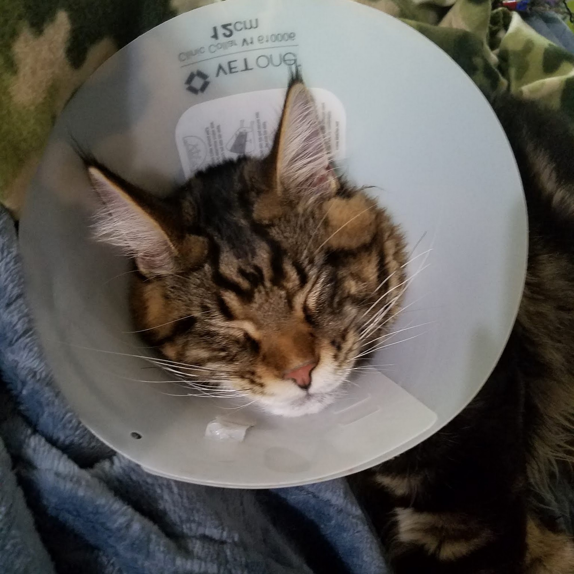 Wheaton Way Veterinary Hospital Bremerton