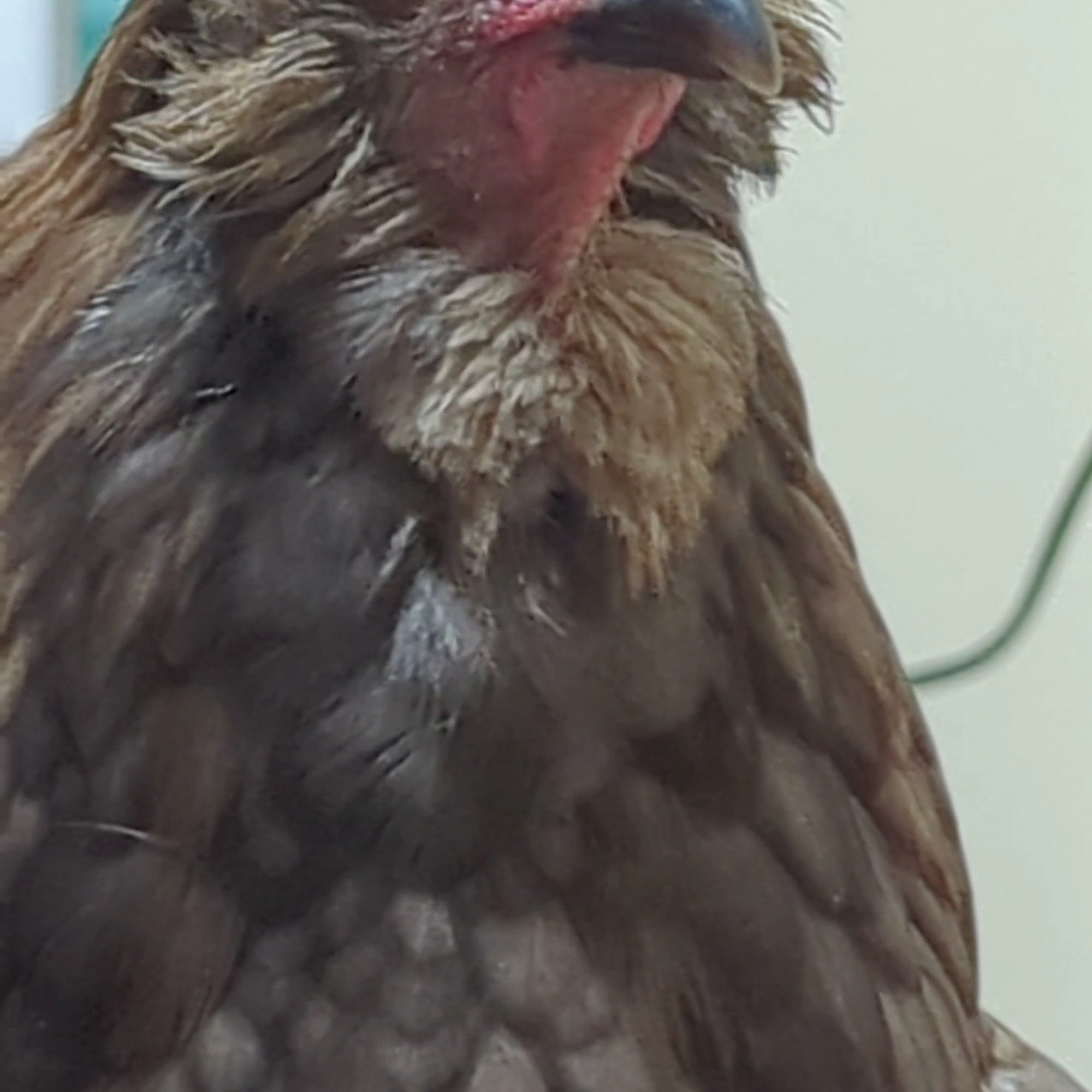 All Creatures Animal Hospital Bremerton