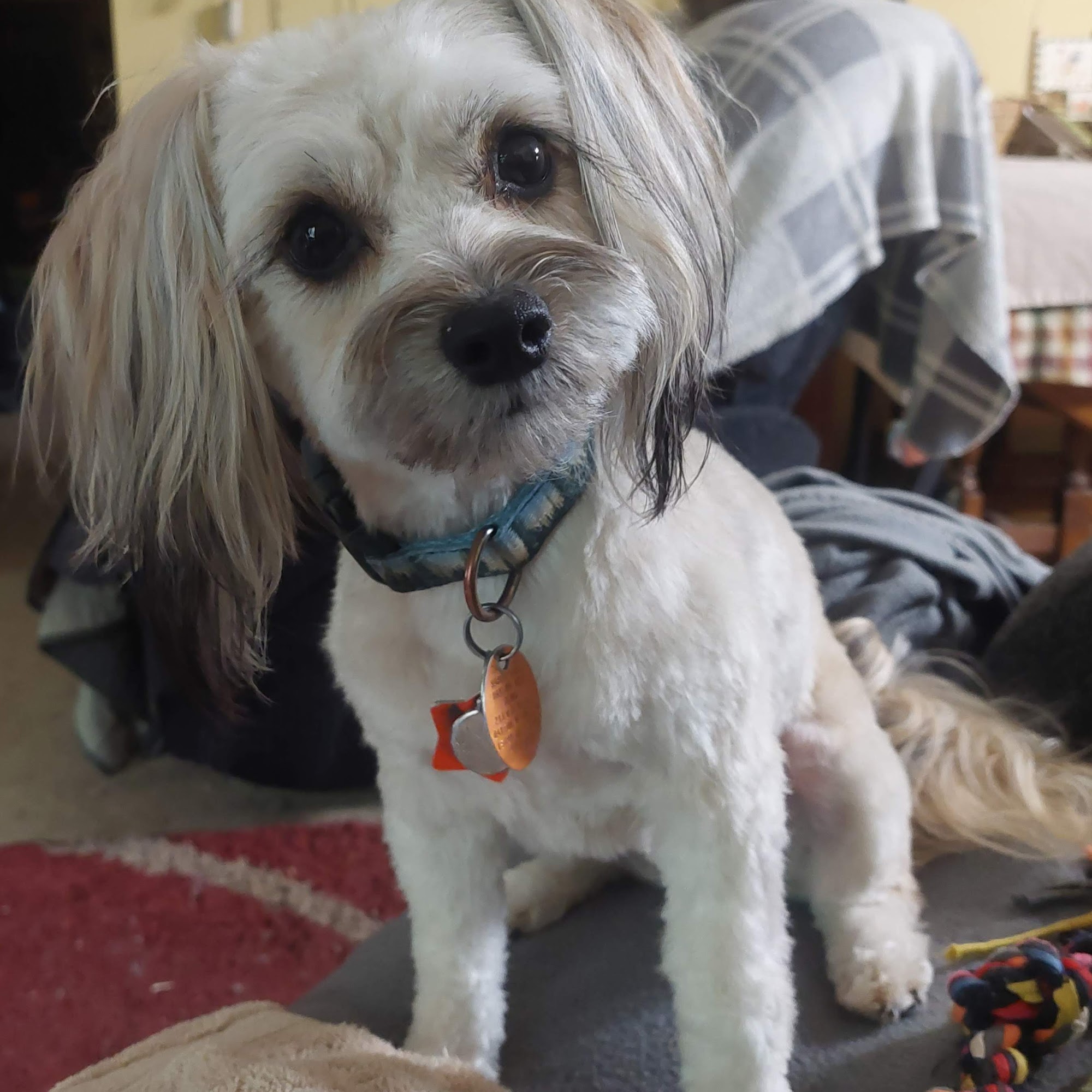 Blue Collar Pet Salon Bremerton