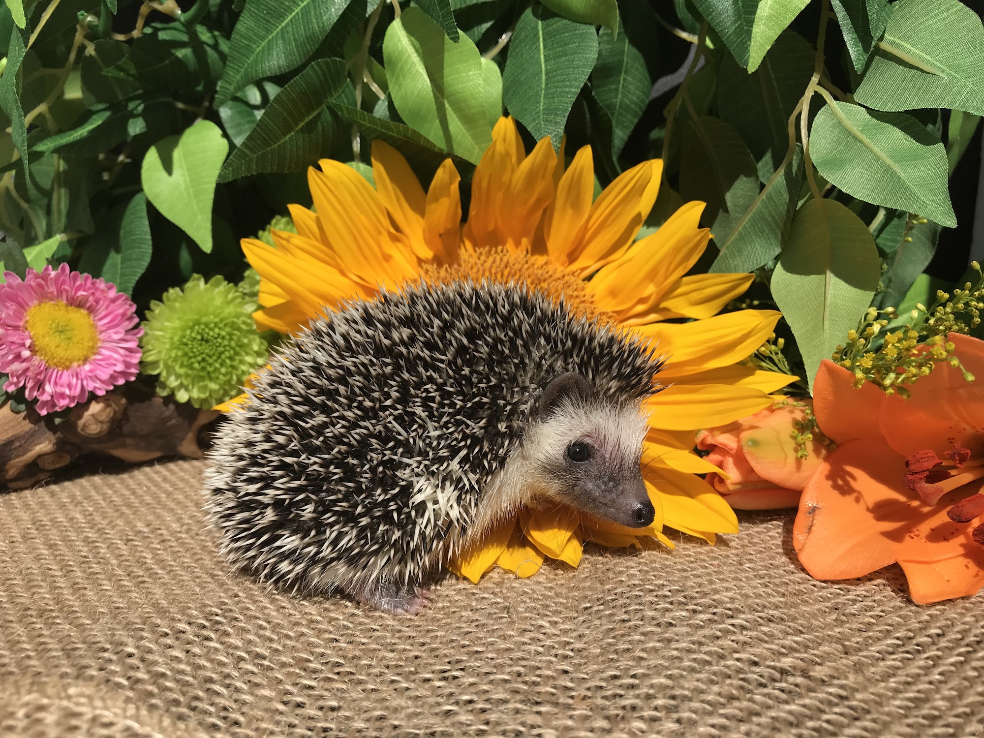 Bumble Bee Hedgies Bremerton