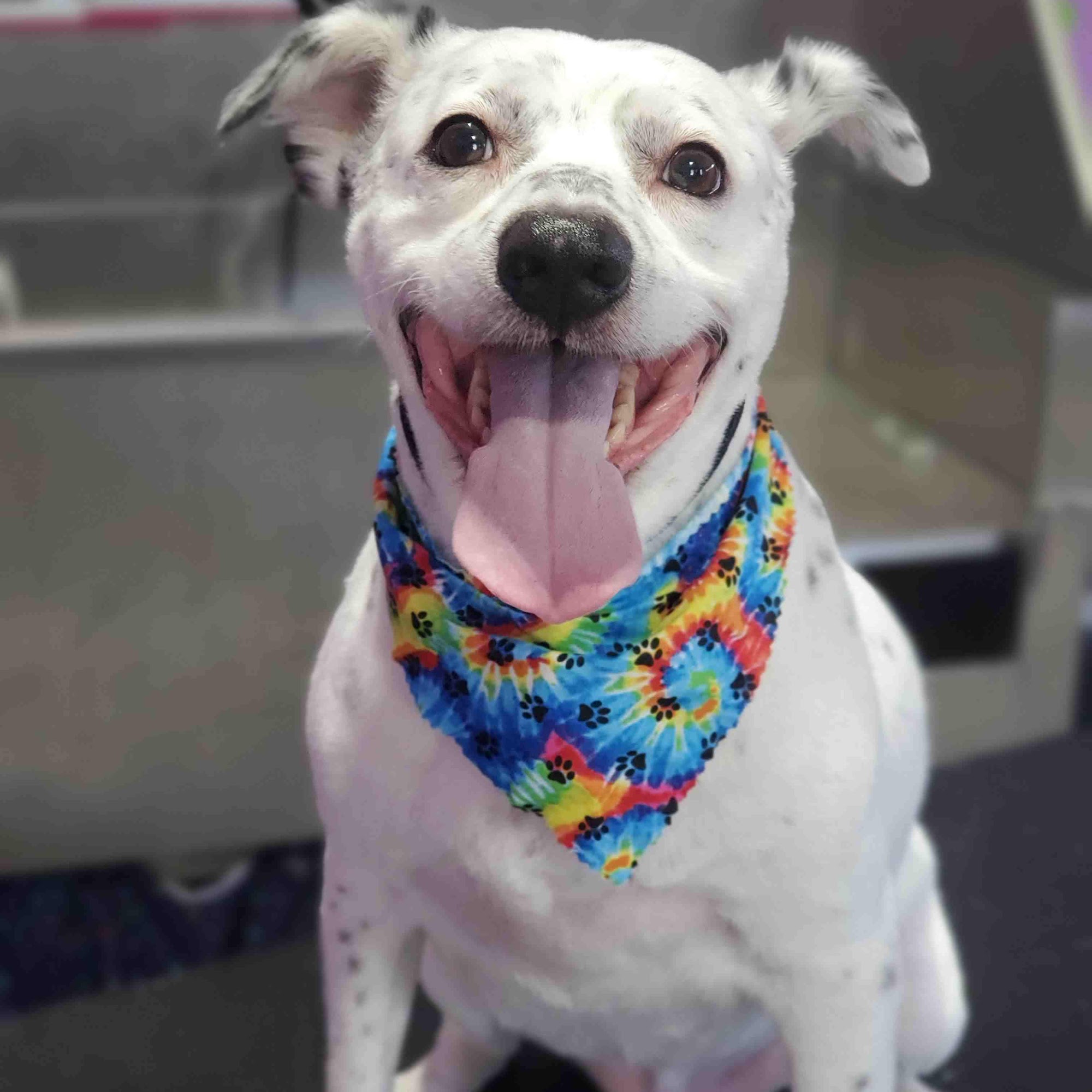 Courts grooming Bremerton