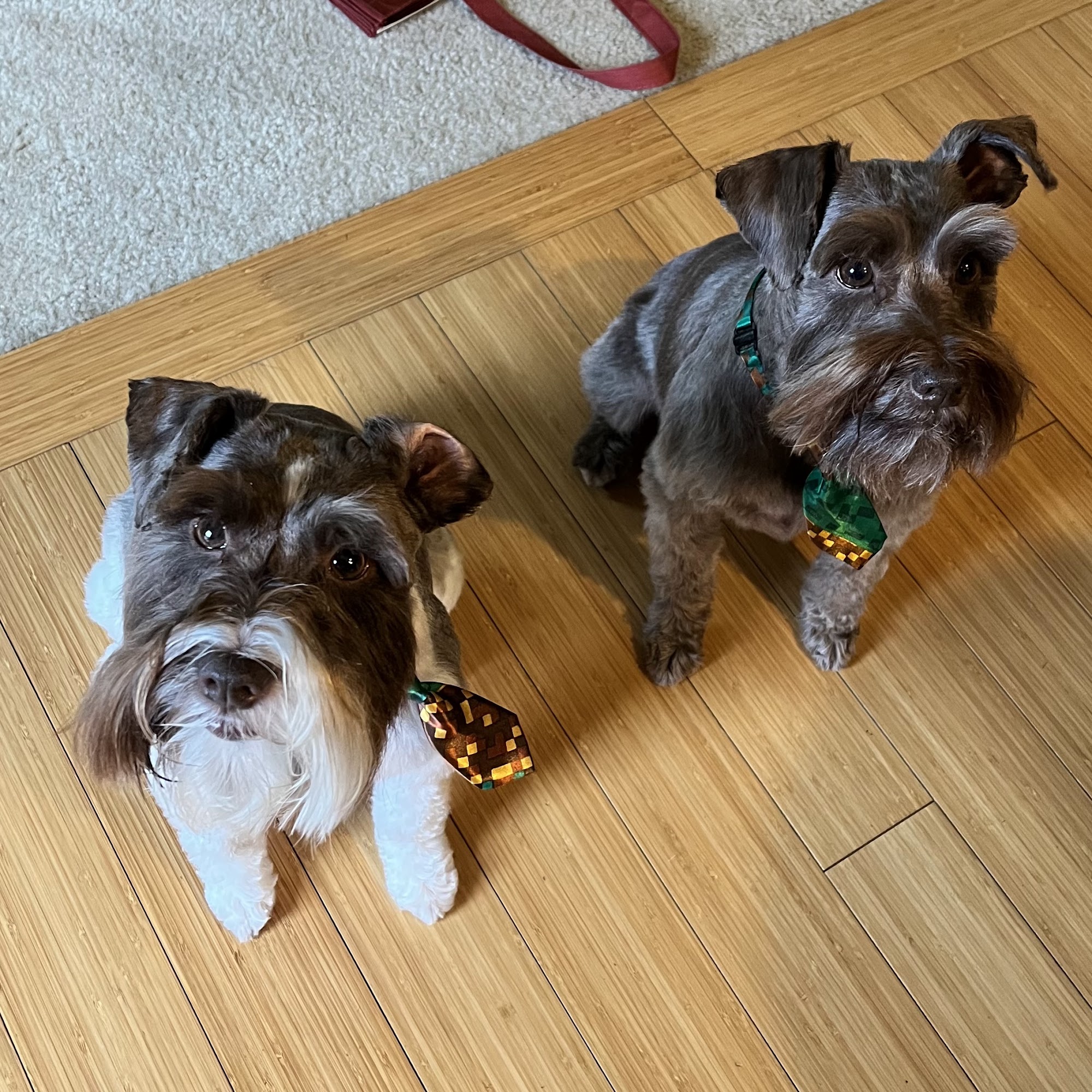 Courts grooming Bremerton