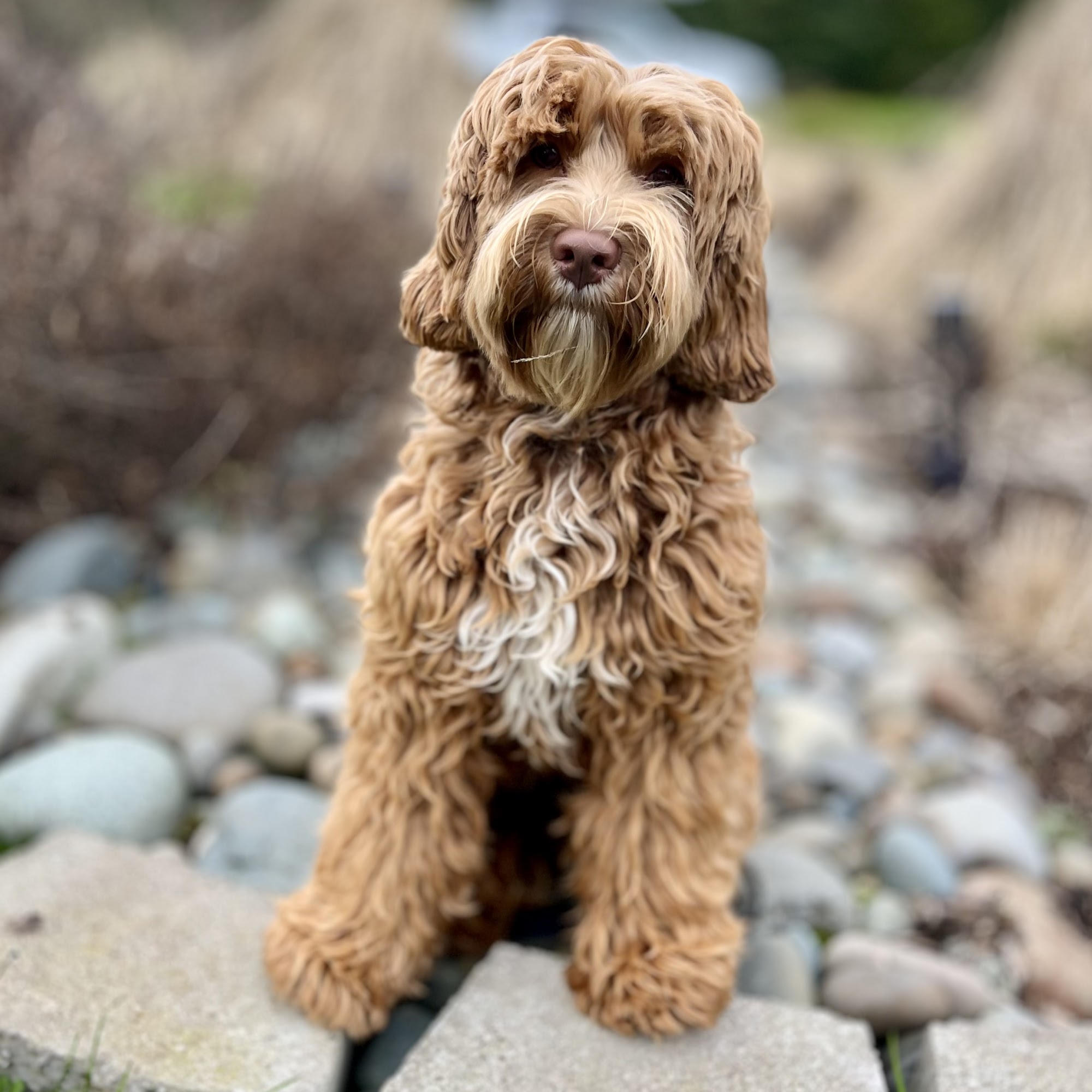 Fancy Pants Labradoodles LLC Brush Prairie