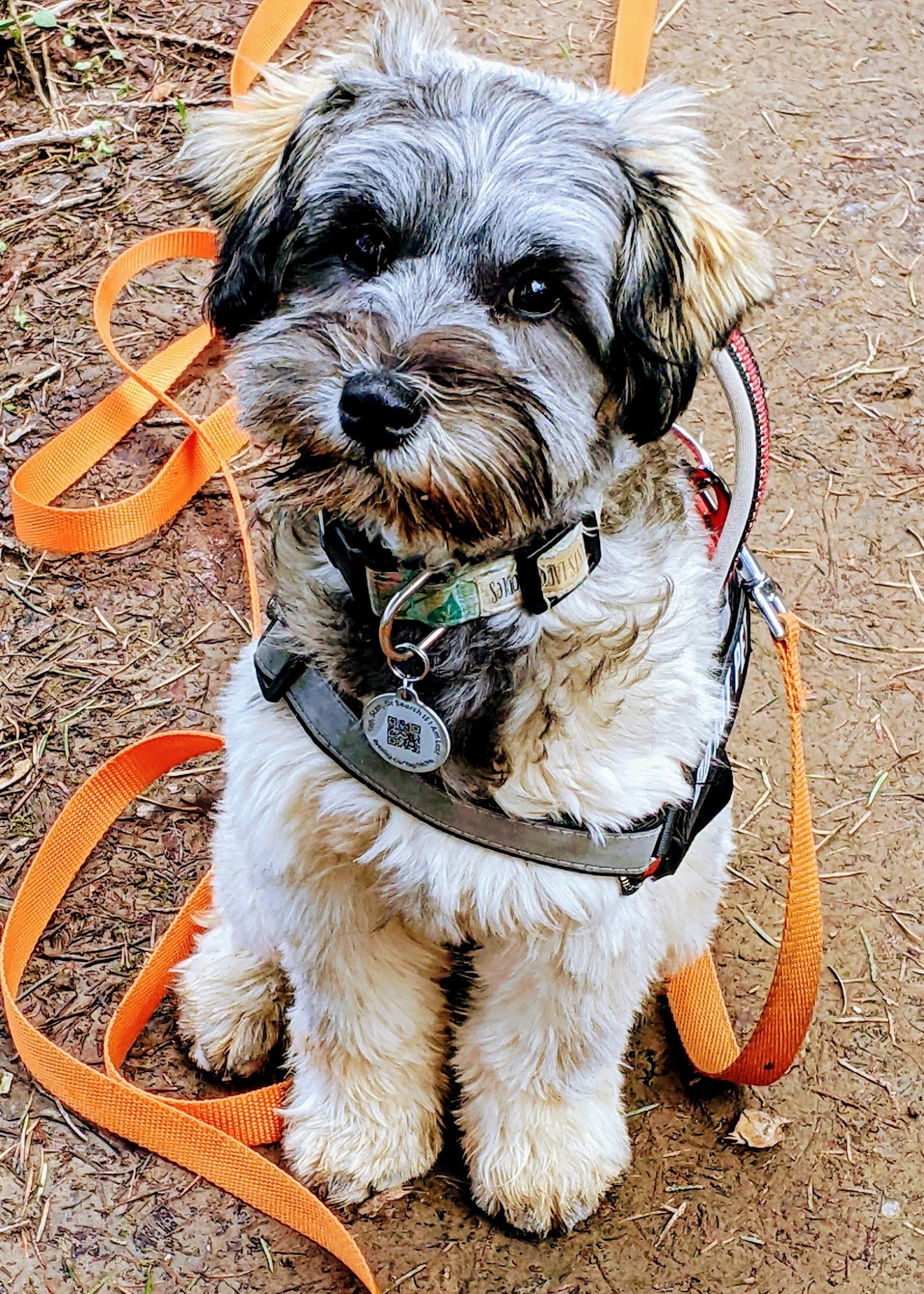 Fancy Pants Labradoodles LLC Brush Prairie