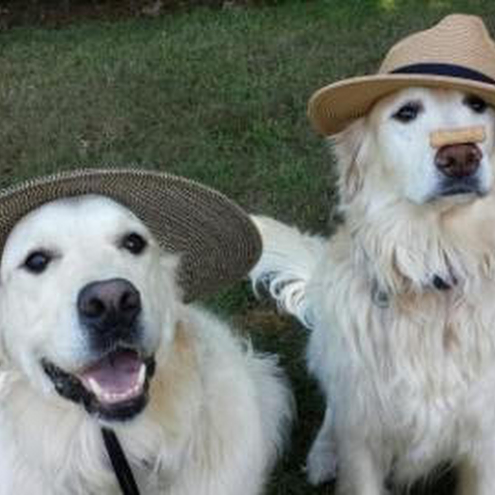 Foothills Veterinary Hospital/Performance Equine Buckley