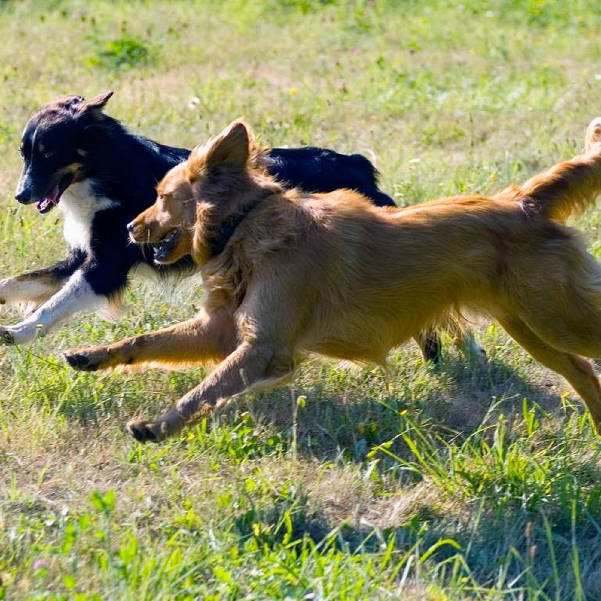 Hobodog Haven Cage Free Dog Boarding Buckley