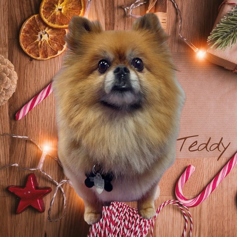 Bark of the Town Buckley