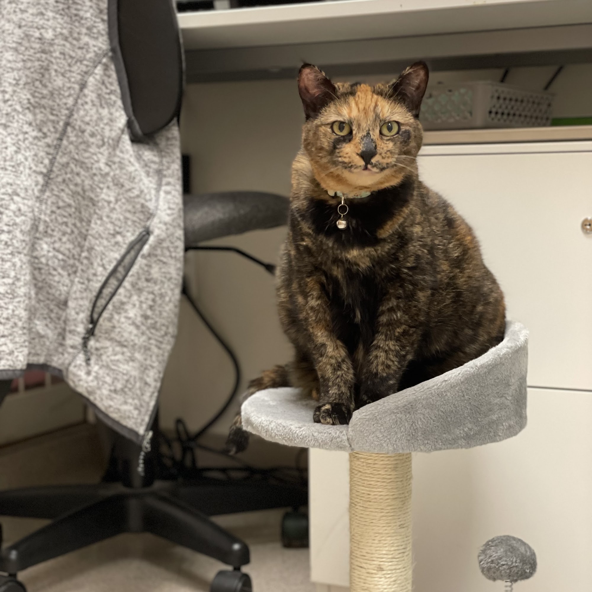 Normandy Animal Hospital Burien