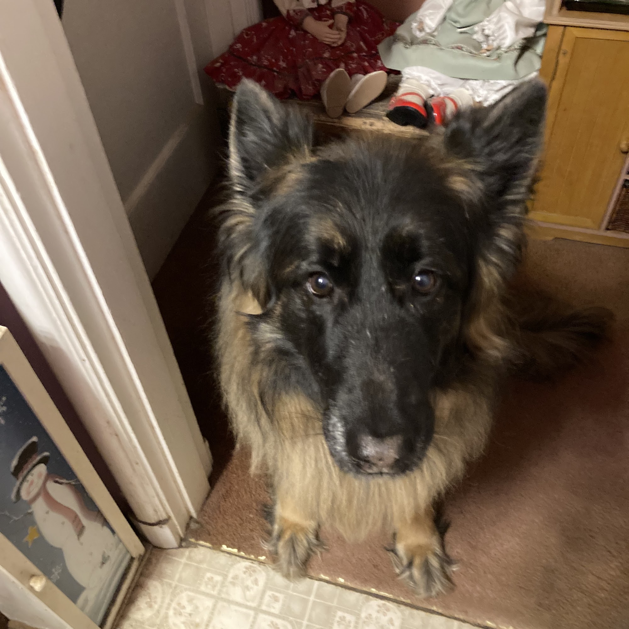 Highline Veterinary Hospital Burien