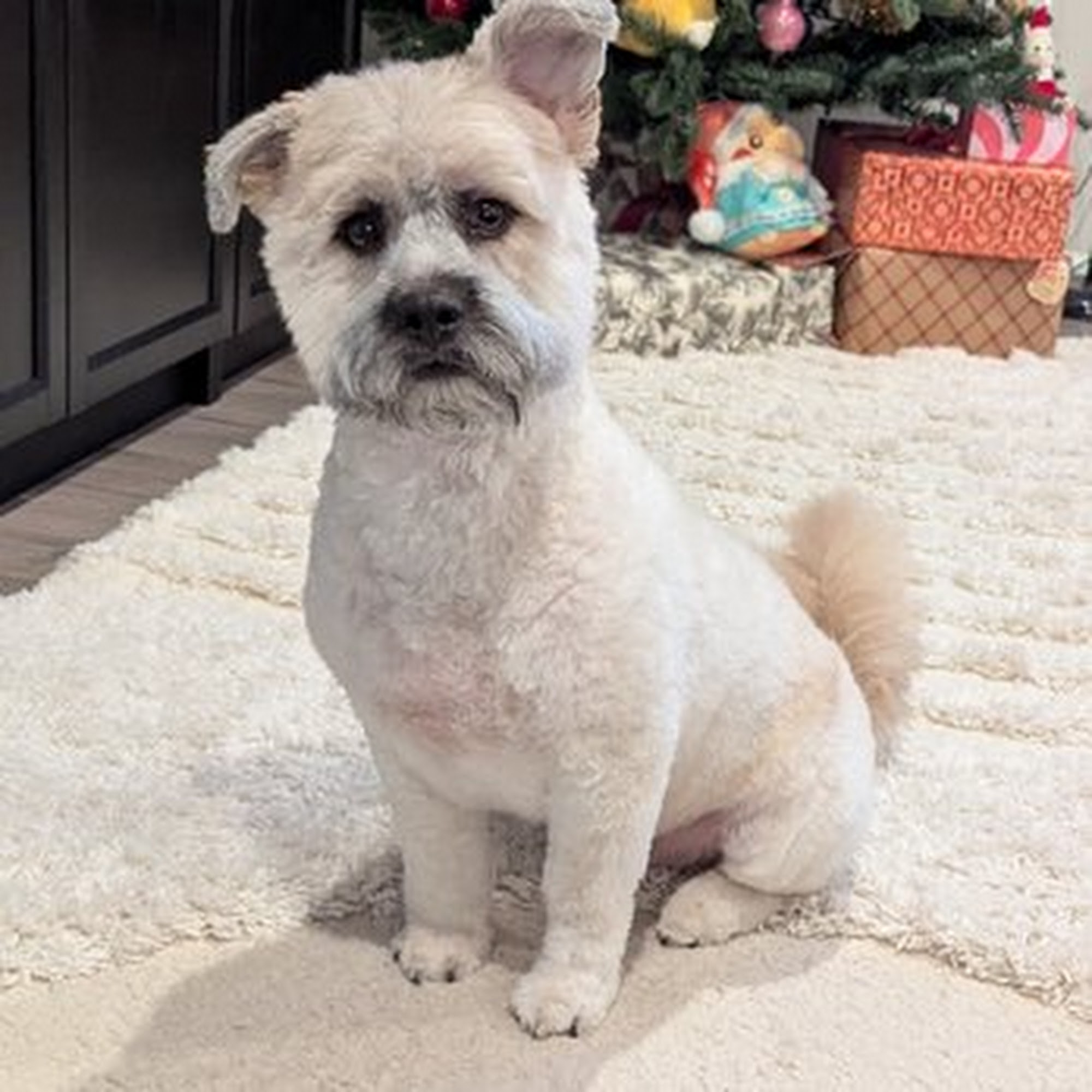 Angie's Perfect Pawz Burien