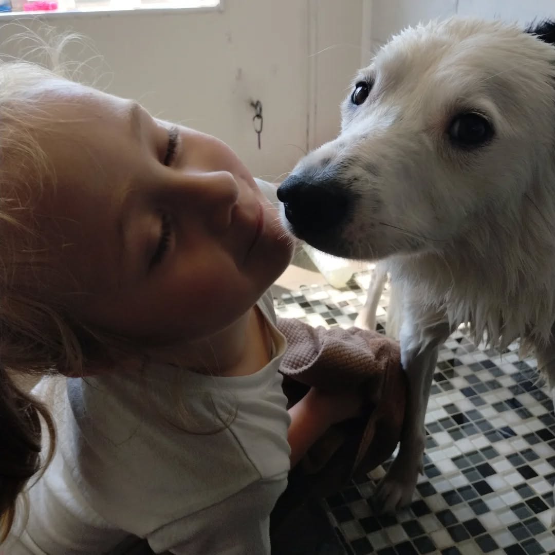 Angie's Perfect Pawz Burien