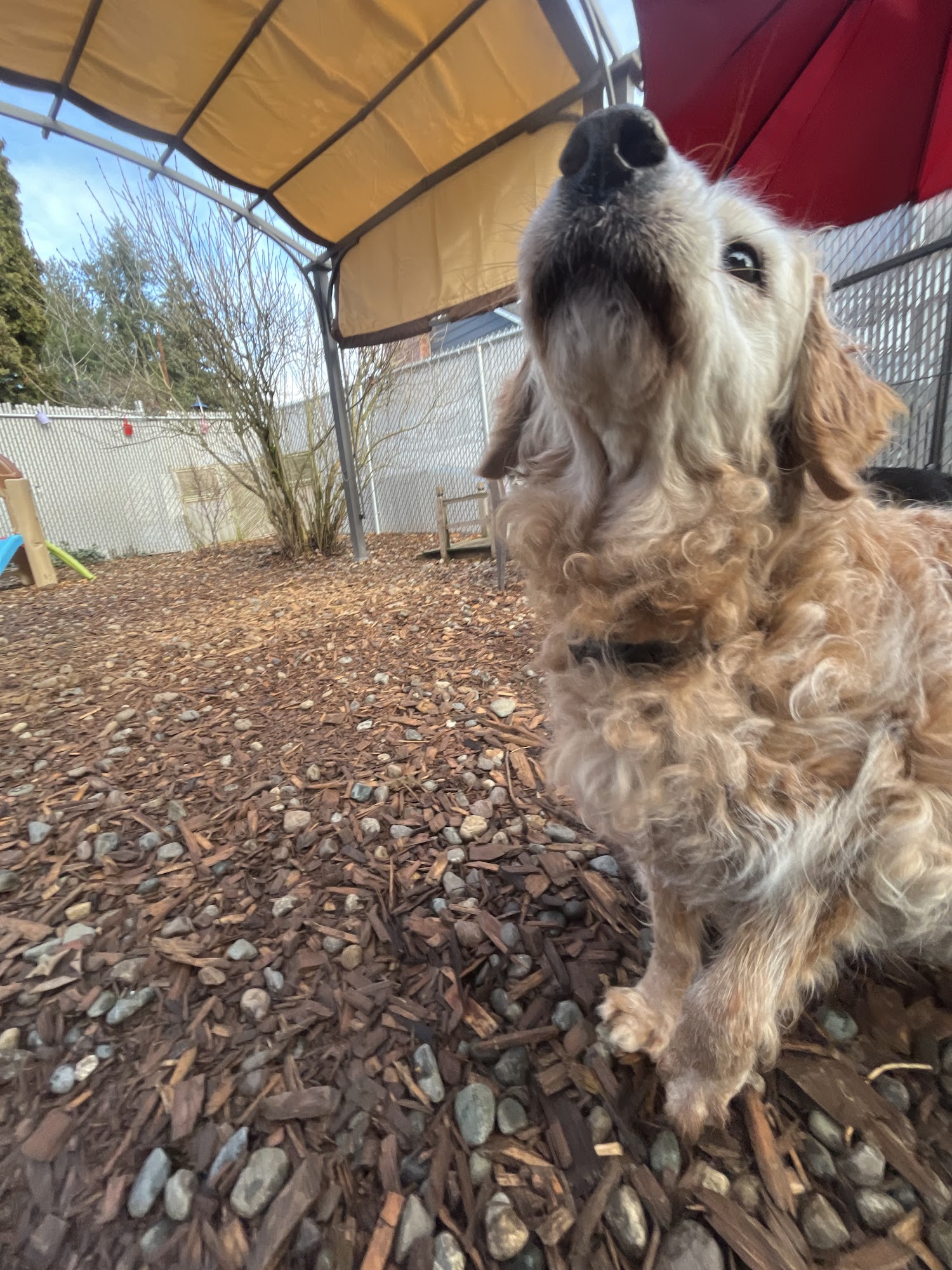 All Barks Of Life Hotel - Dog Daycare & Dog Hotel Burien
