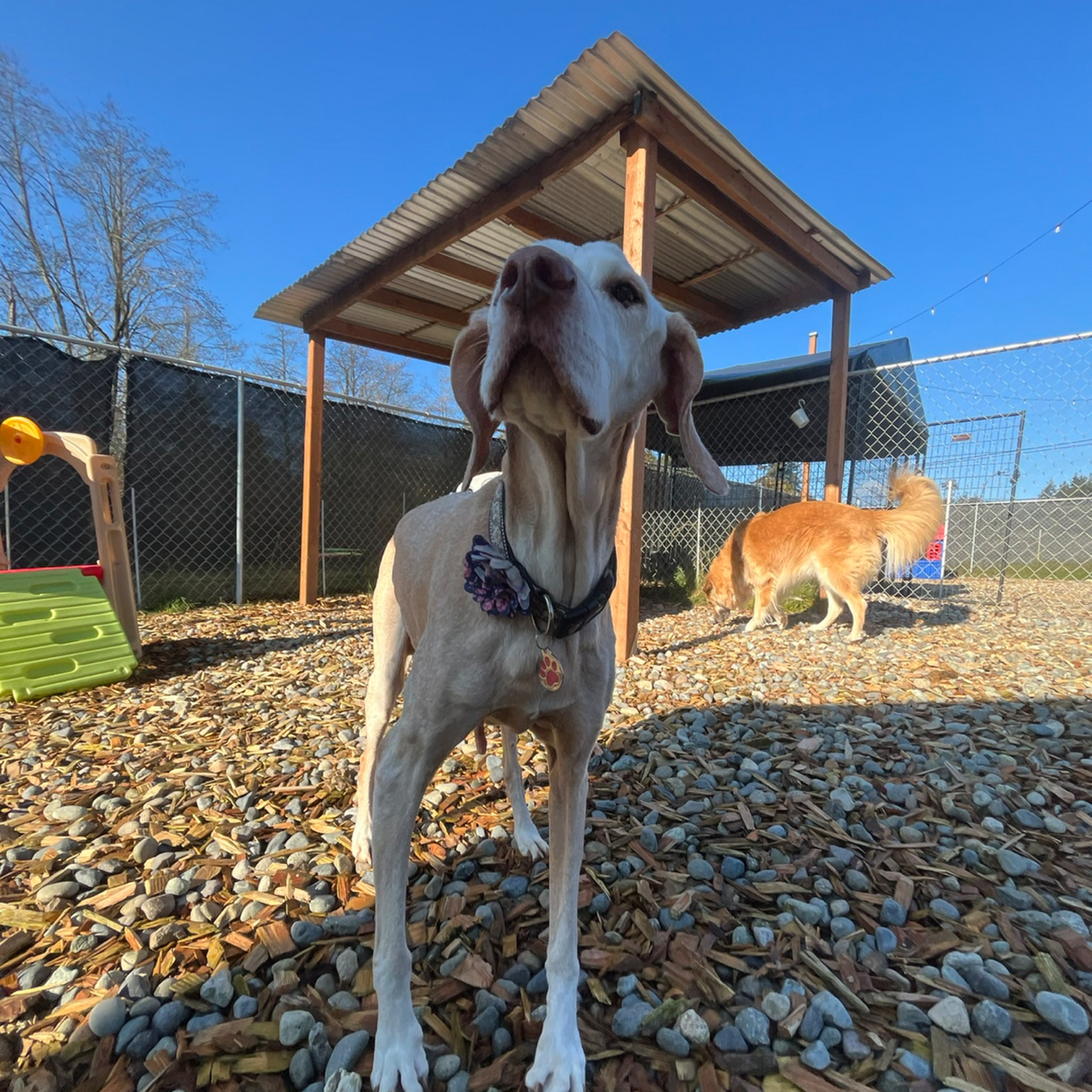 All Barks Of Life Hotel - Dog Daycare & Dog Hotel Burien