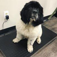 Julz Animal Houz Burlington Burlington