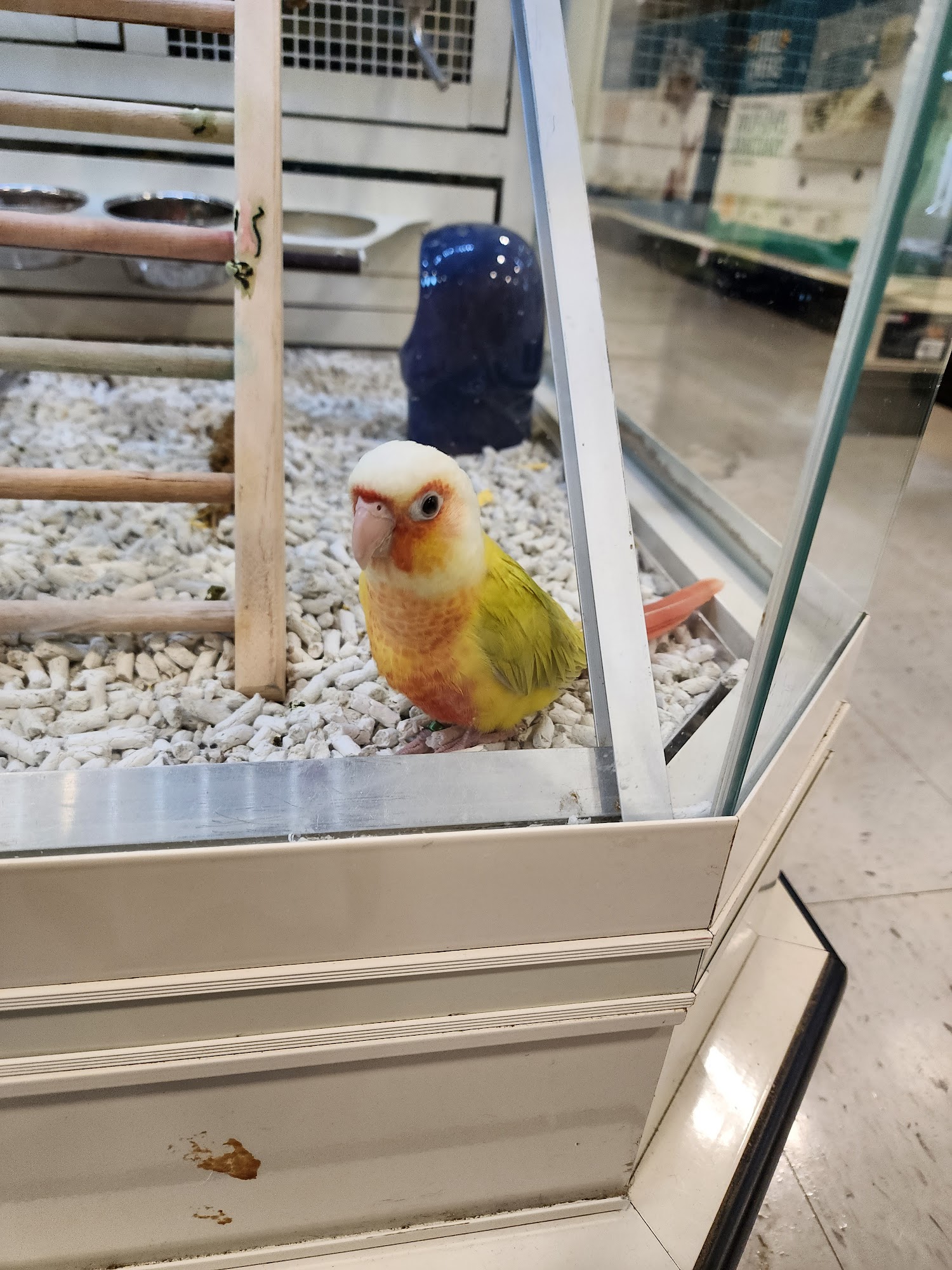 PetSmart Burlington