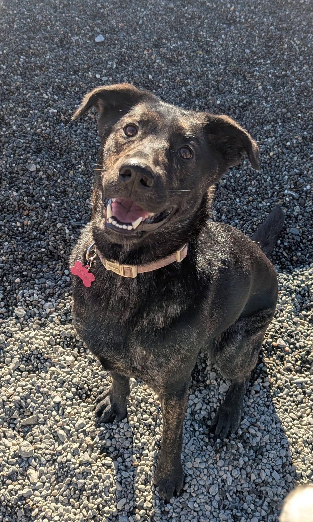 Doggy Come Play: Daycare Burlington