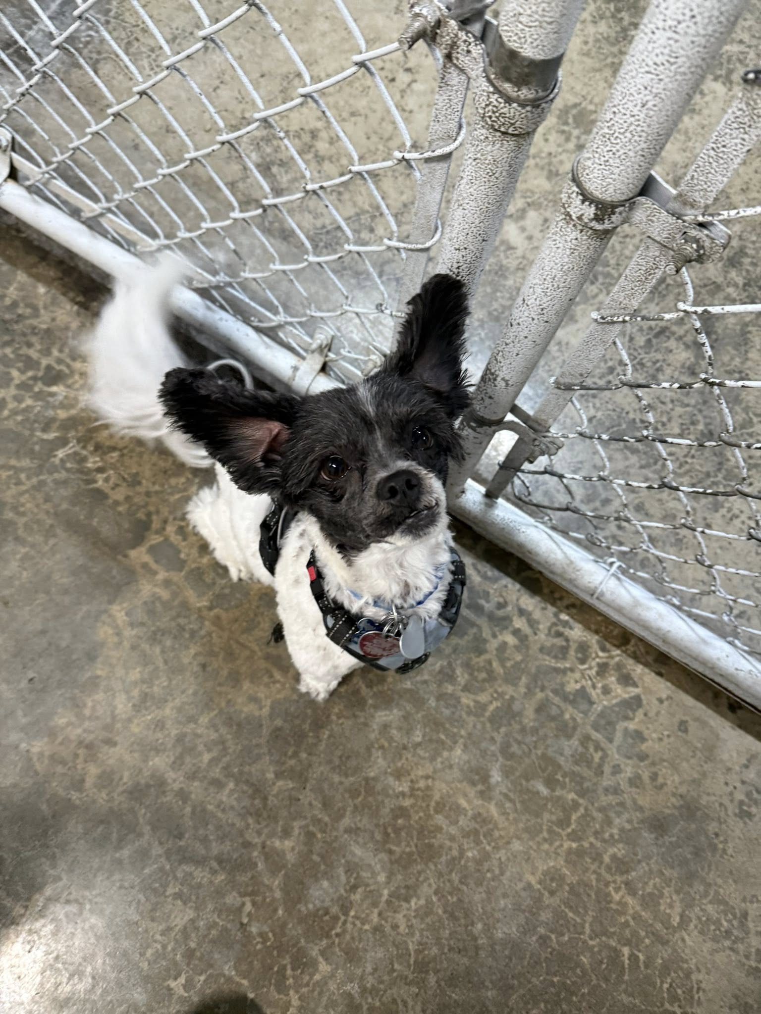 Doggy Come Play: Daycare Burlington