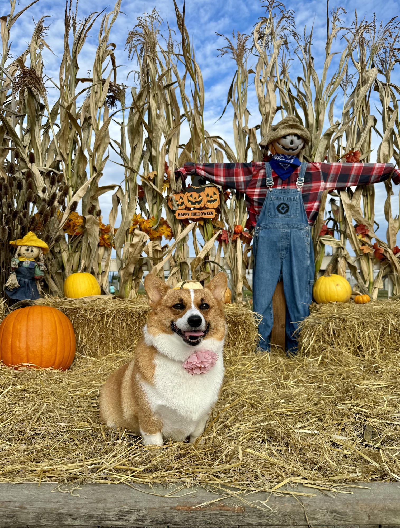 Leader of the Pack Dog Training LLC Burlington