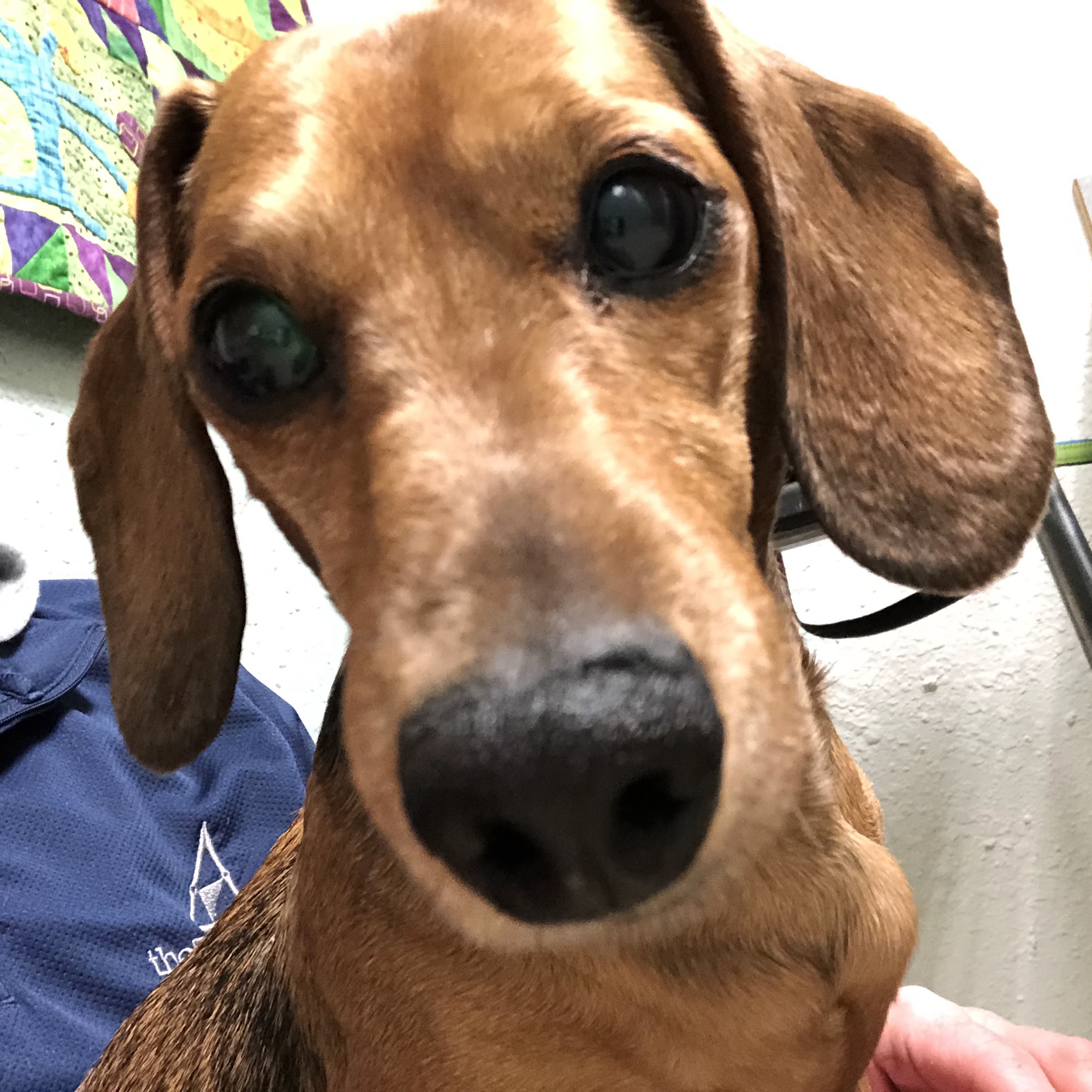 Camano Veterinary Clinic Camano Island