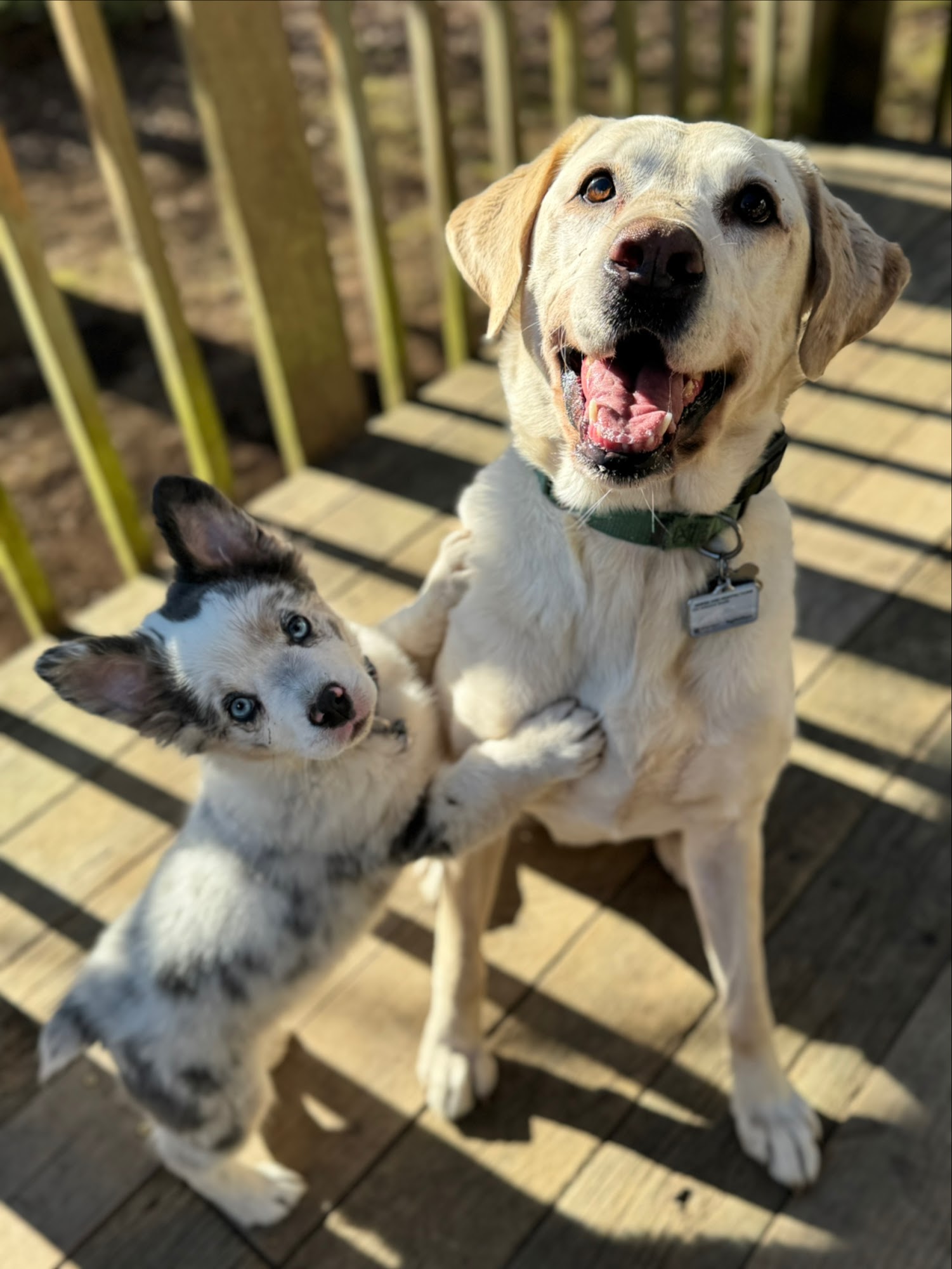 BrightStar Canine, LLC. Camas