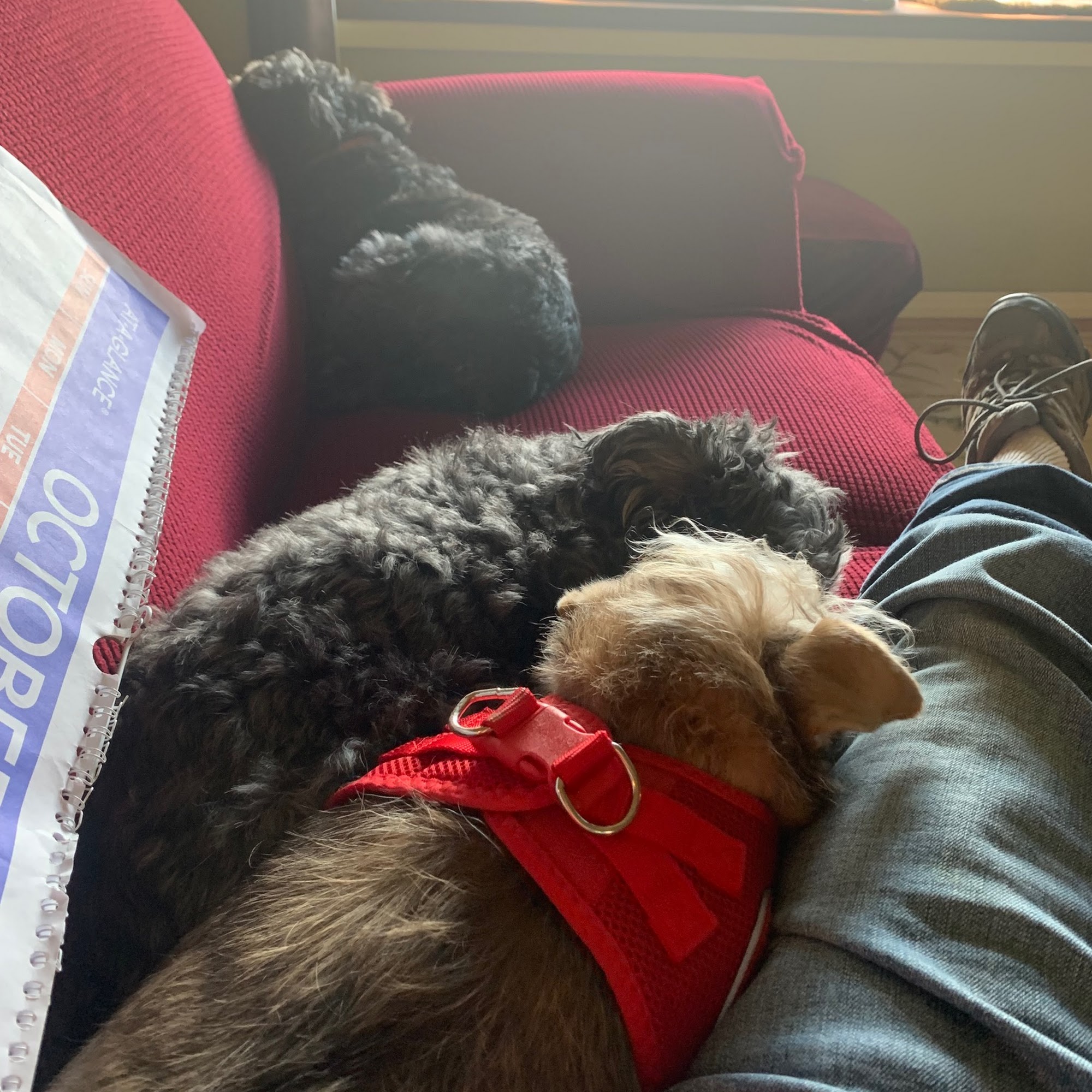 Bonnie’s Country Boarding and Grooming Carnation