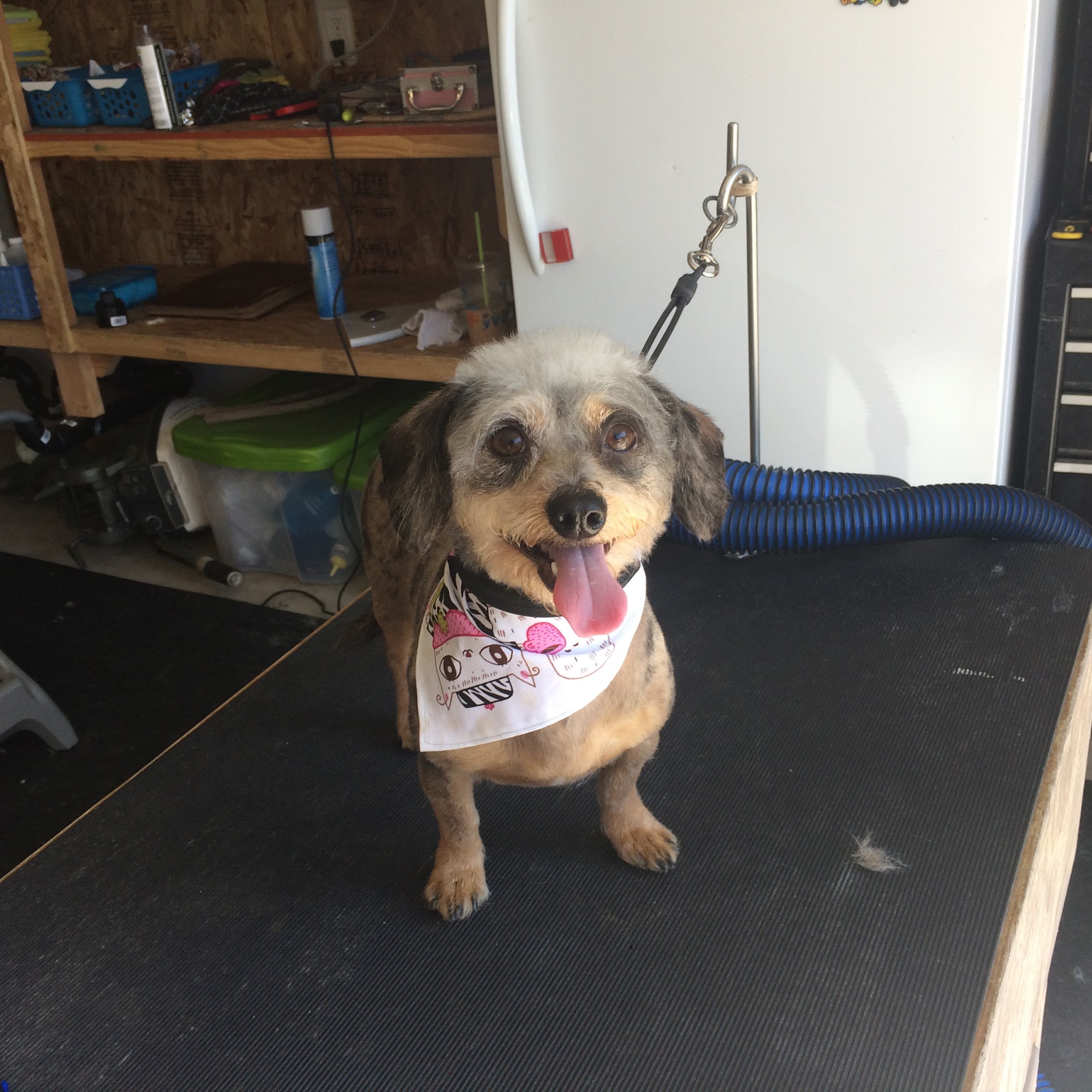 Soiled to Spoiled Animal Grooming Castle Rock