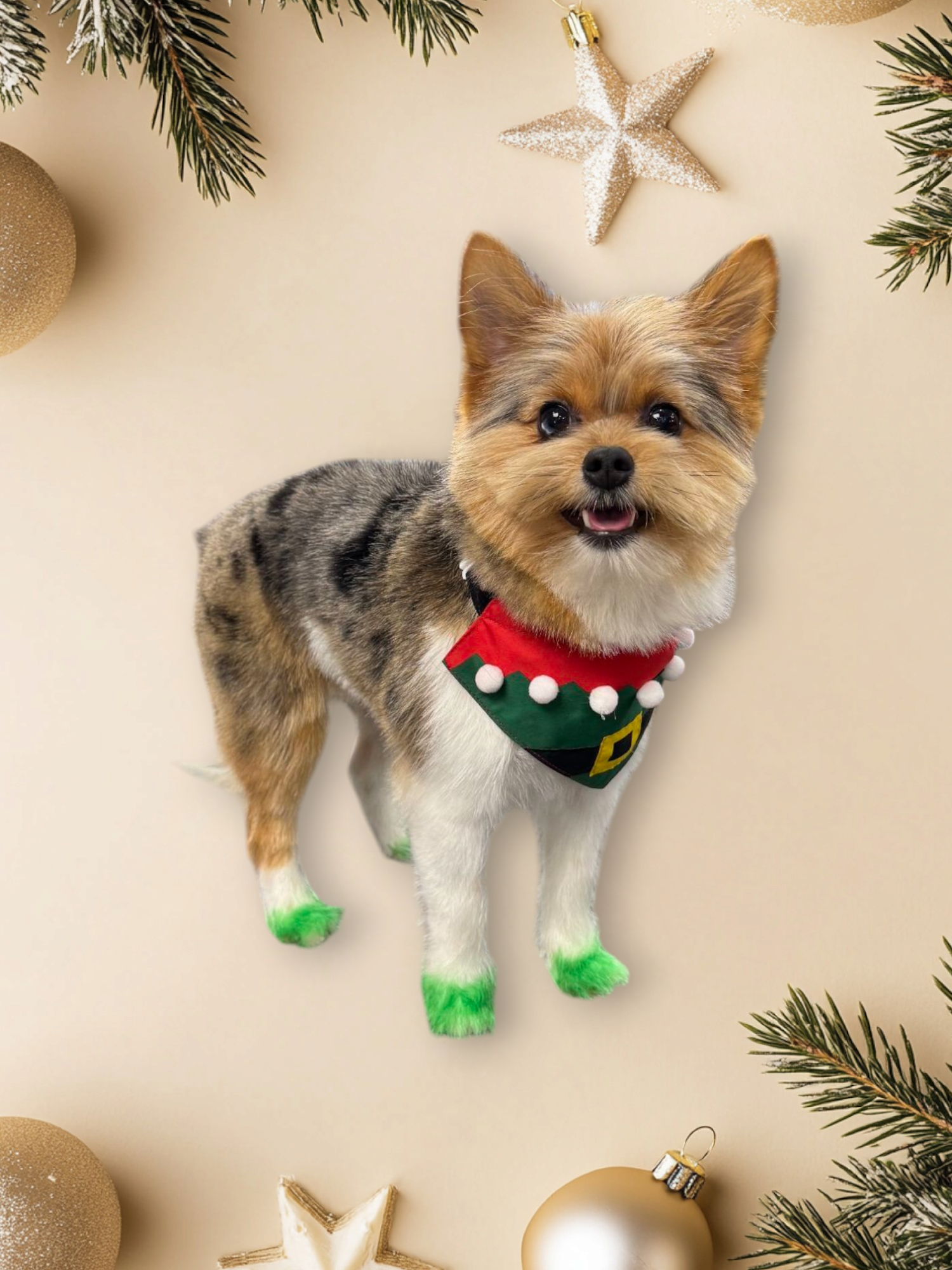 Doggie Designs Pet Grooming Chehalis