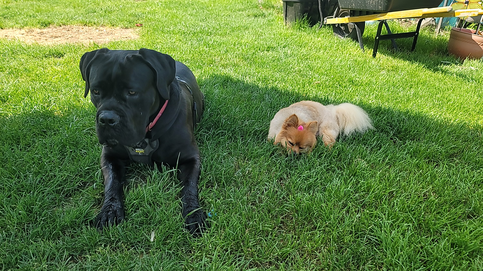 River Bend Pet Center Chehalis