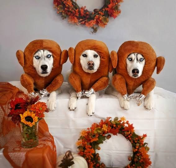 River Bend Pet Center Chehalis