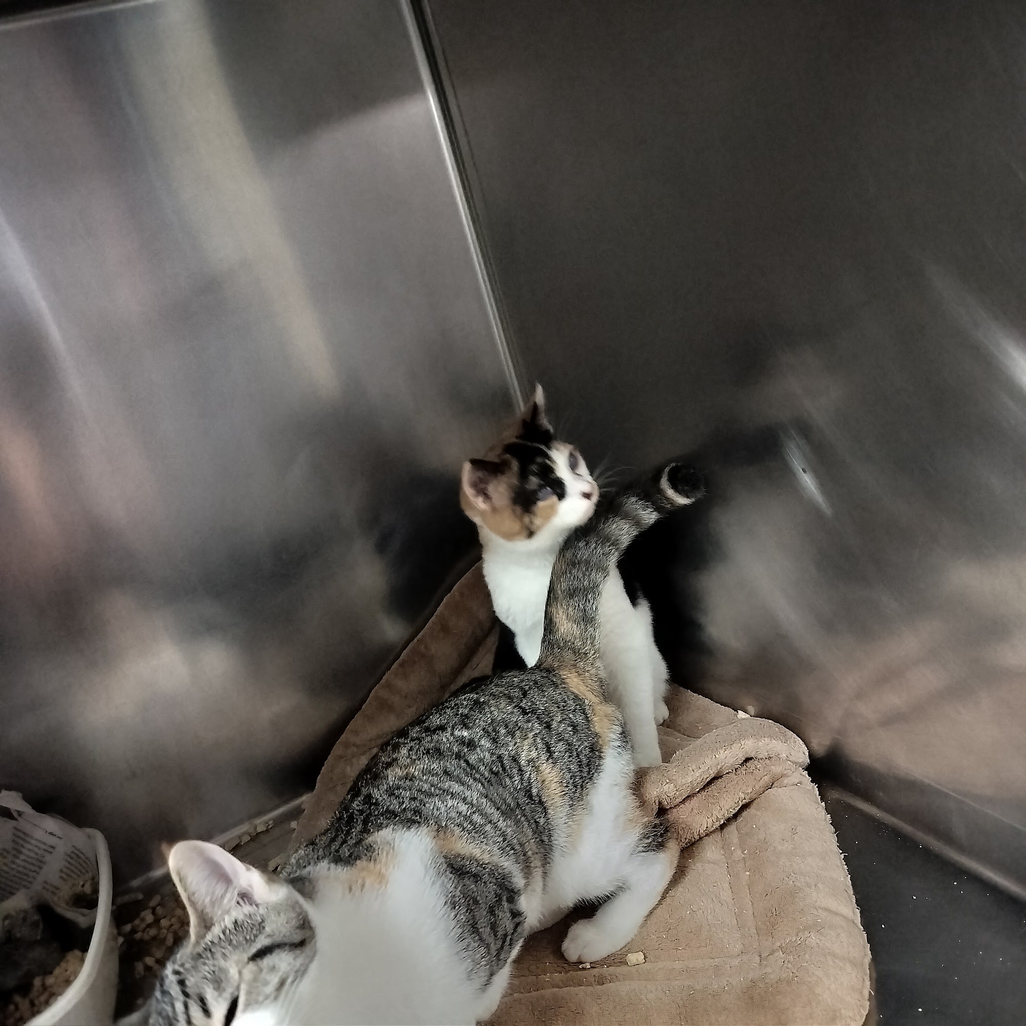 Lewis County Animal Shelter Chehalis