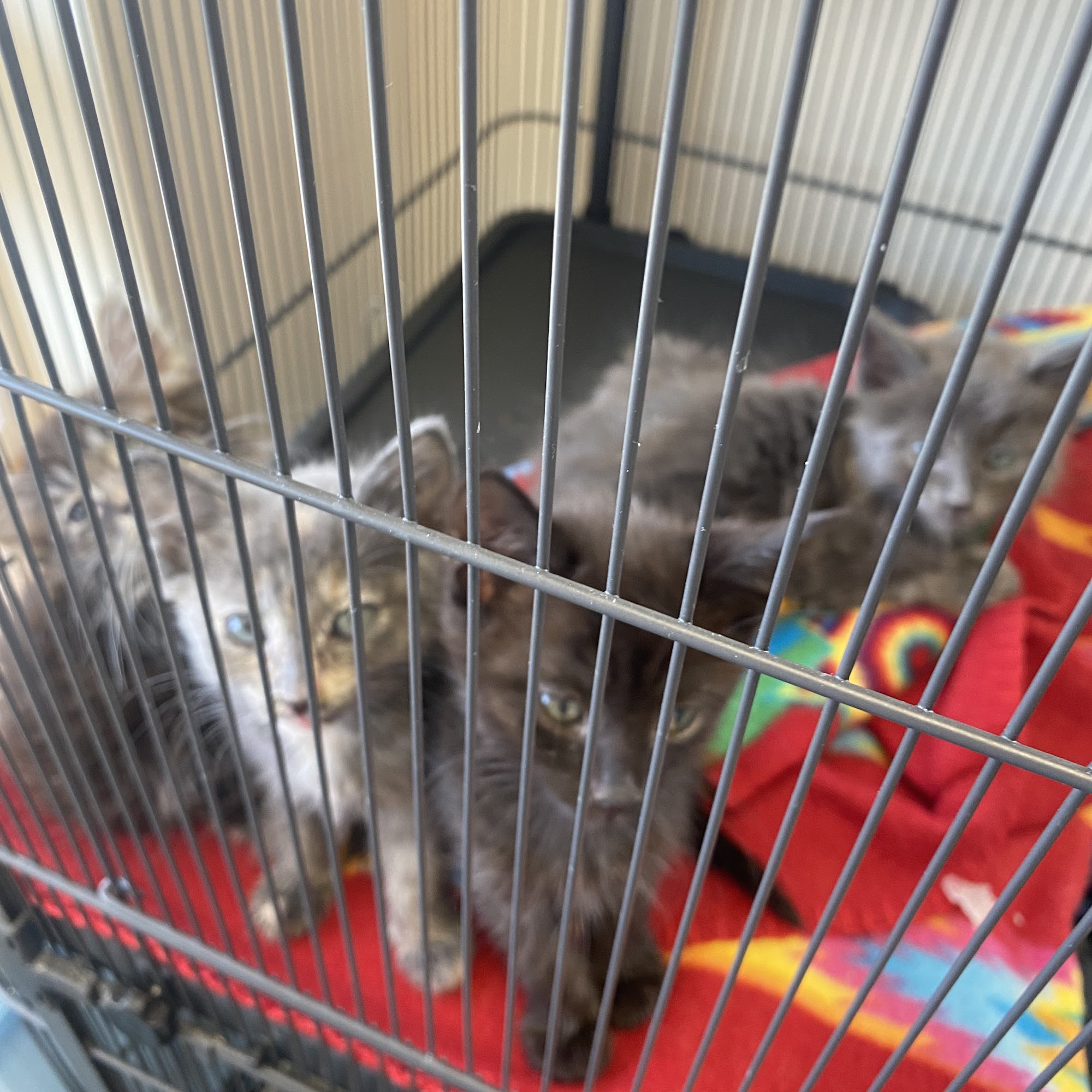 The Village Veterinarian Chelan