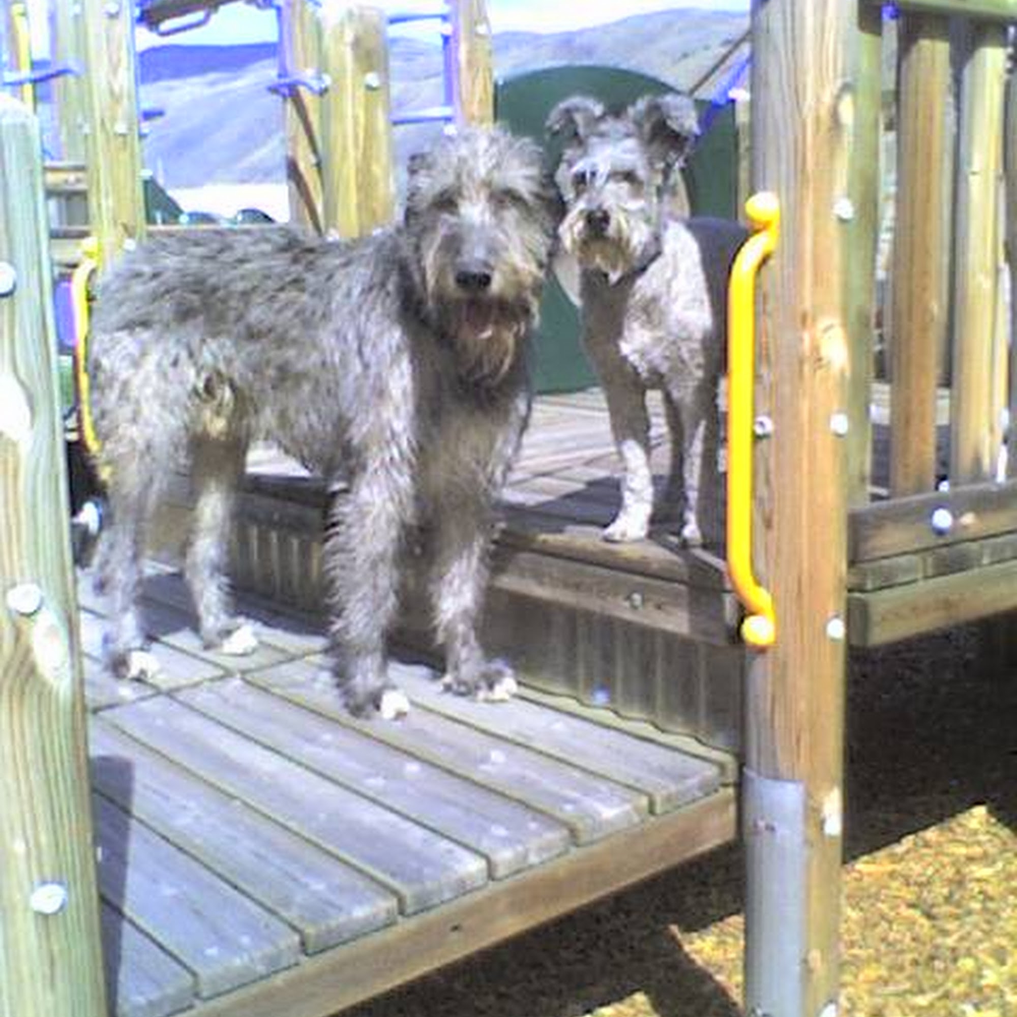 Big Dog Kennel Chelan