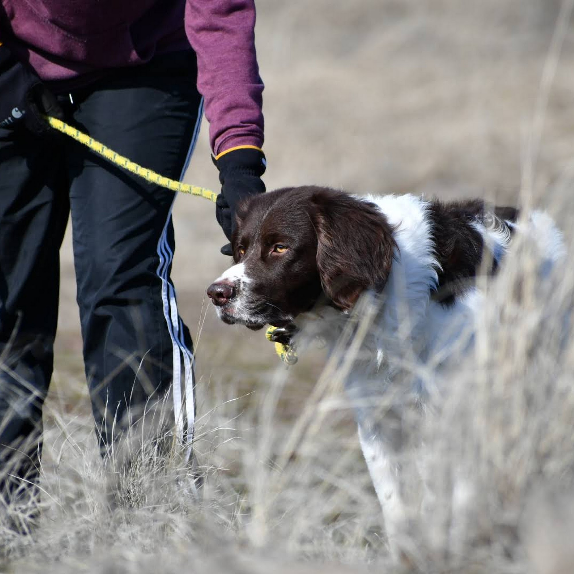 Dunfur Kennel Cheney