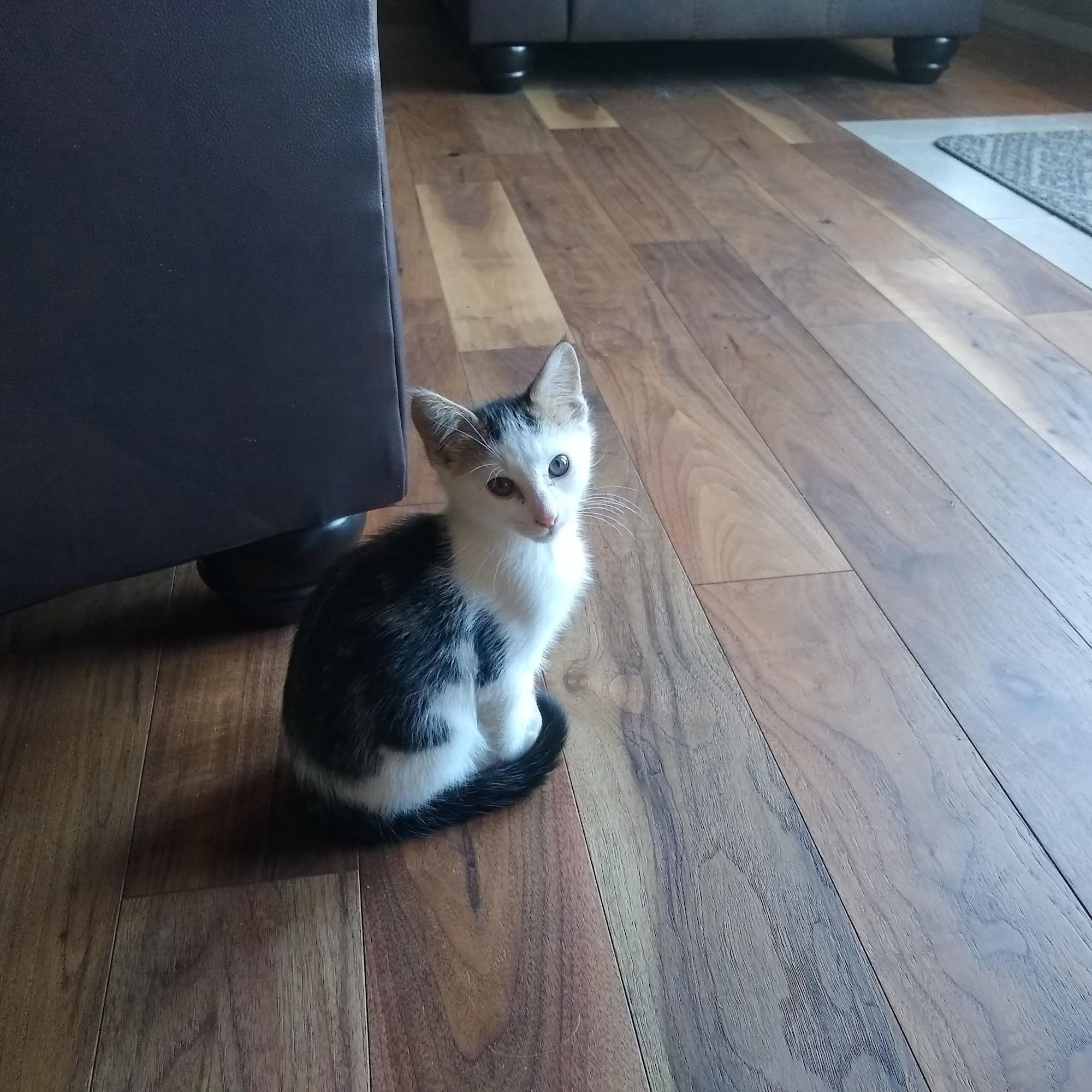 Rustebakke Veterinary Service Clarkston