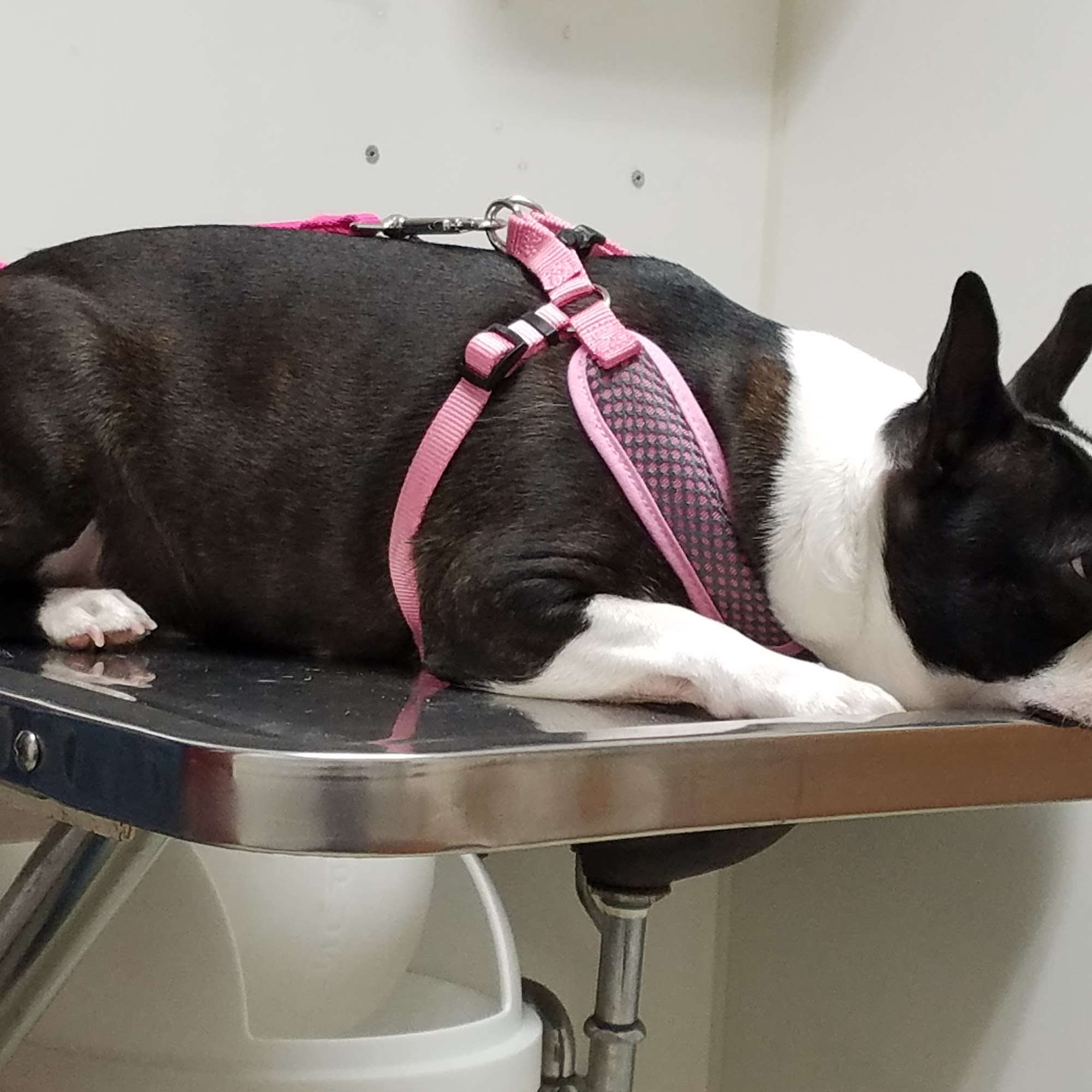 Clarkston Veterinary Clinic Clarkston