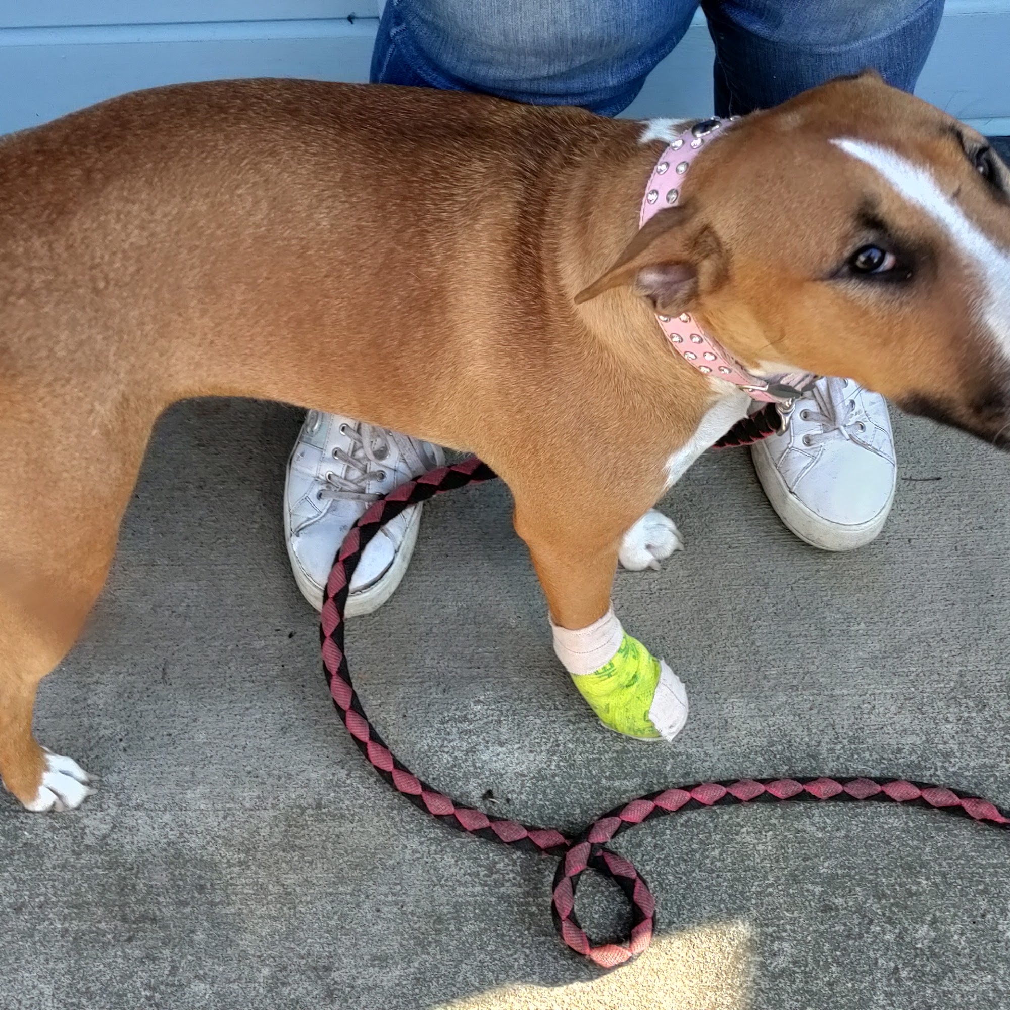 South Whidbey Animal Clinic Clinton