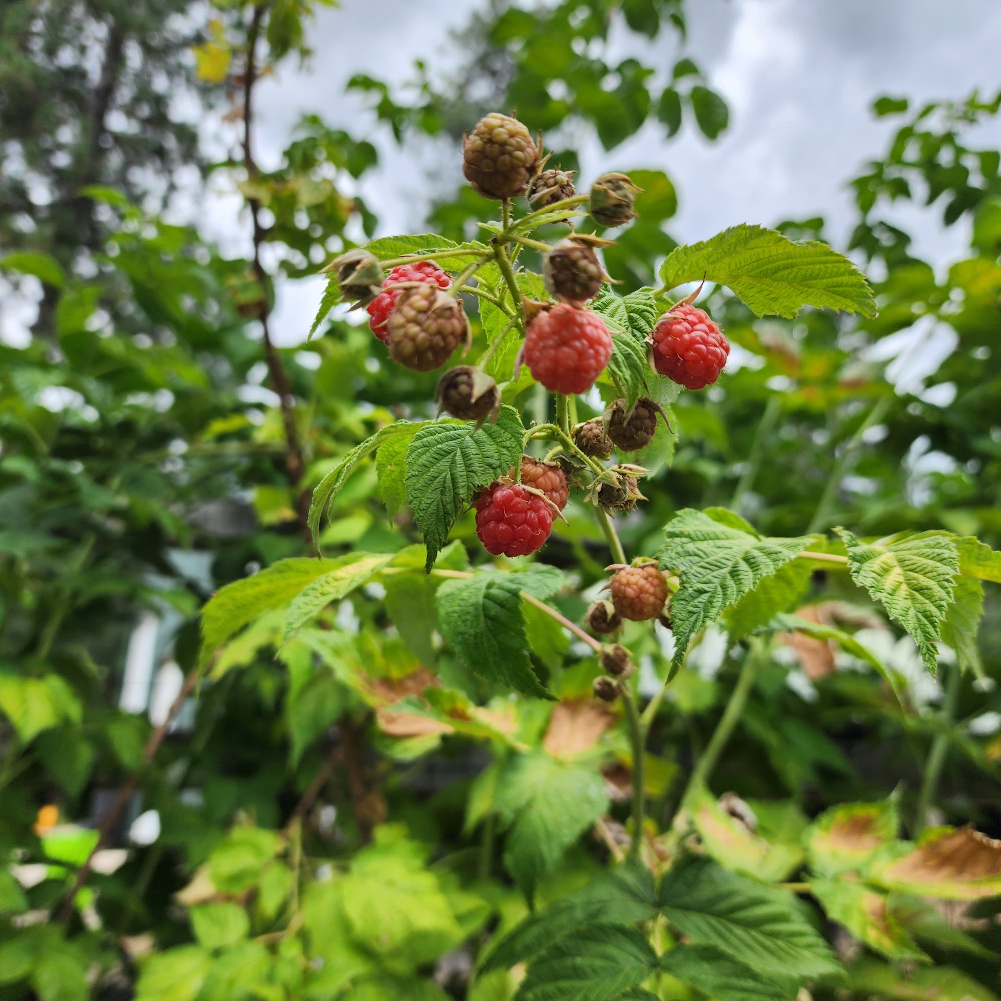 Huckleberry & Honeysuckle Design Studio Colbert