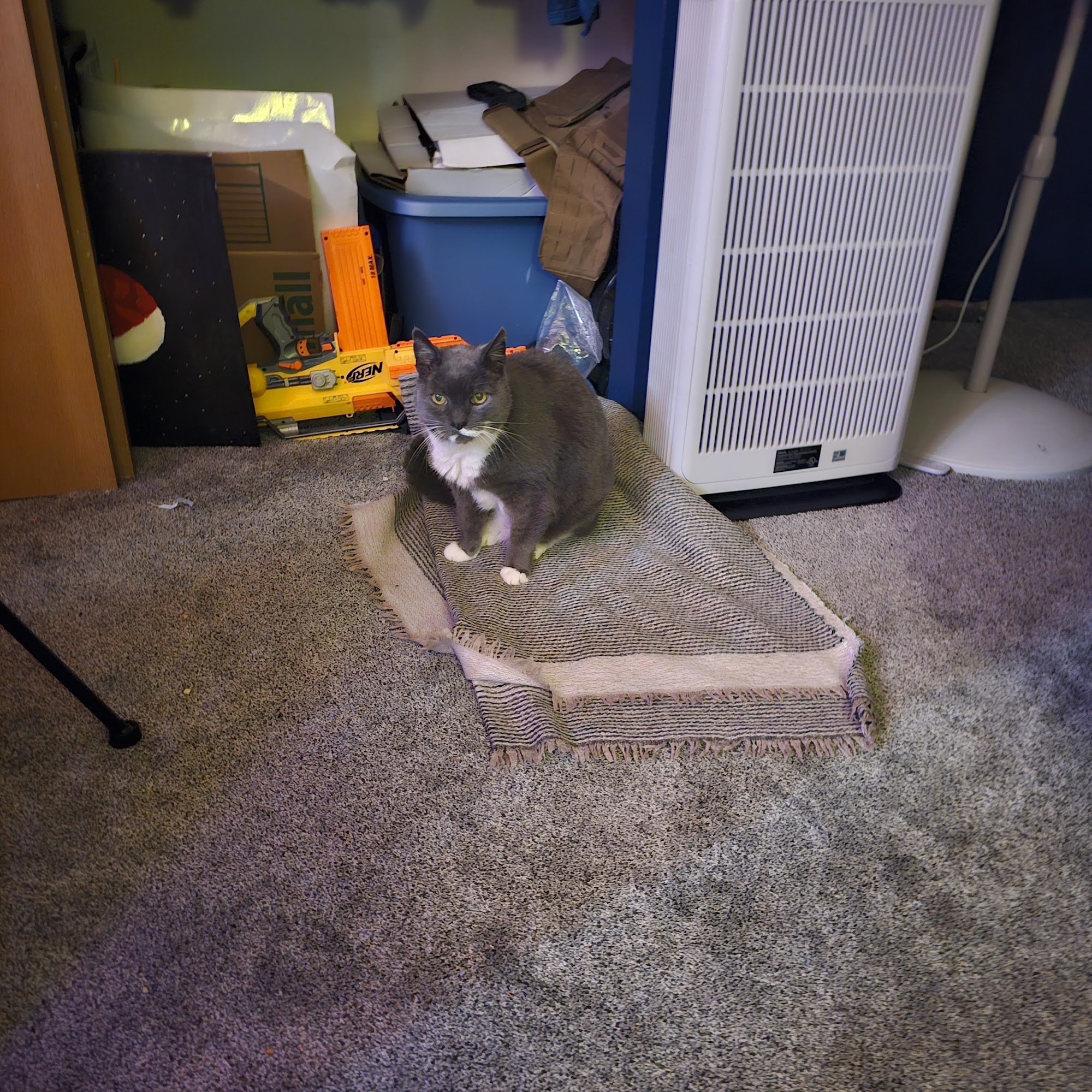 Bunchgrass Veterinary Colfax