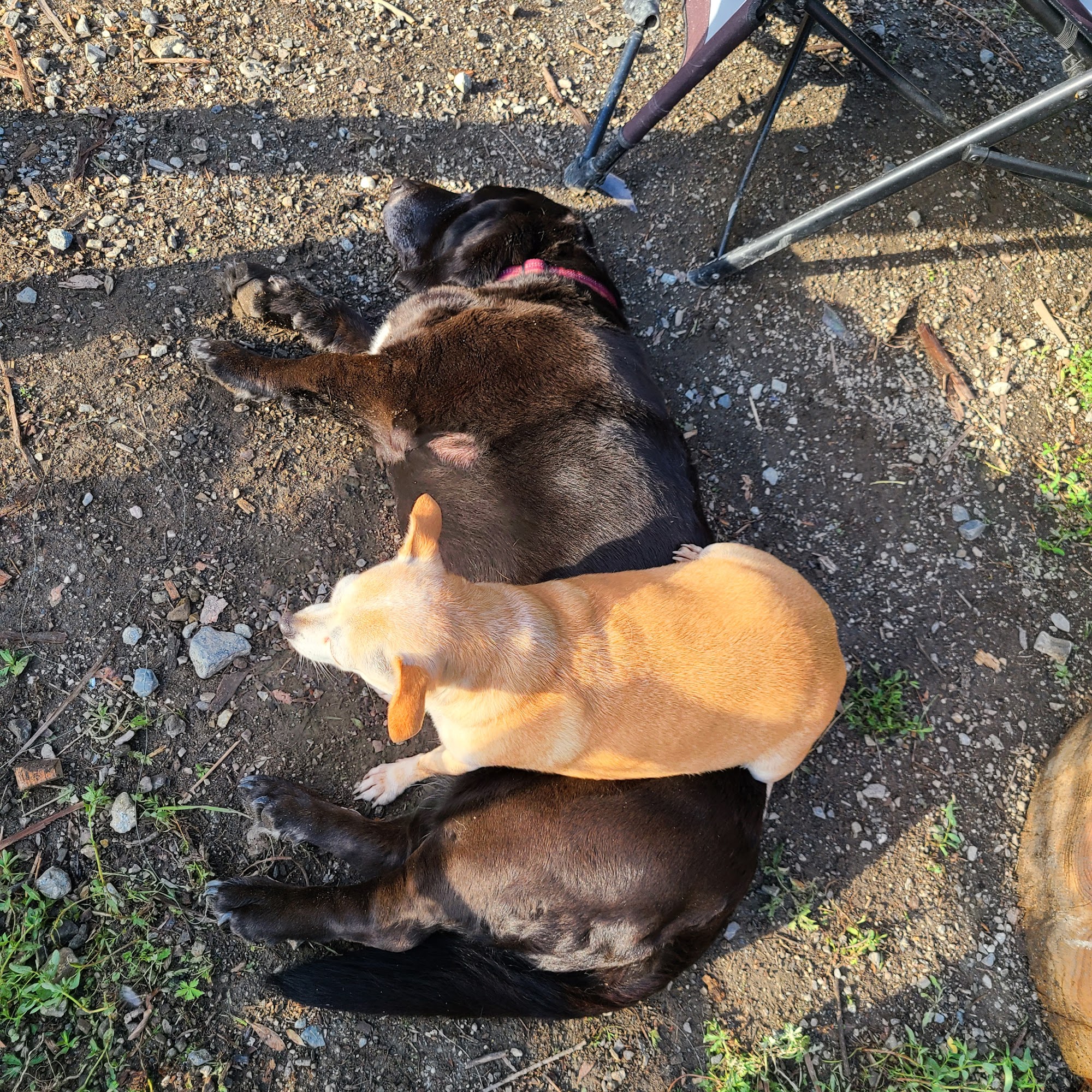 Colville Animal Hospital Colville