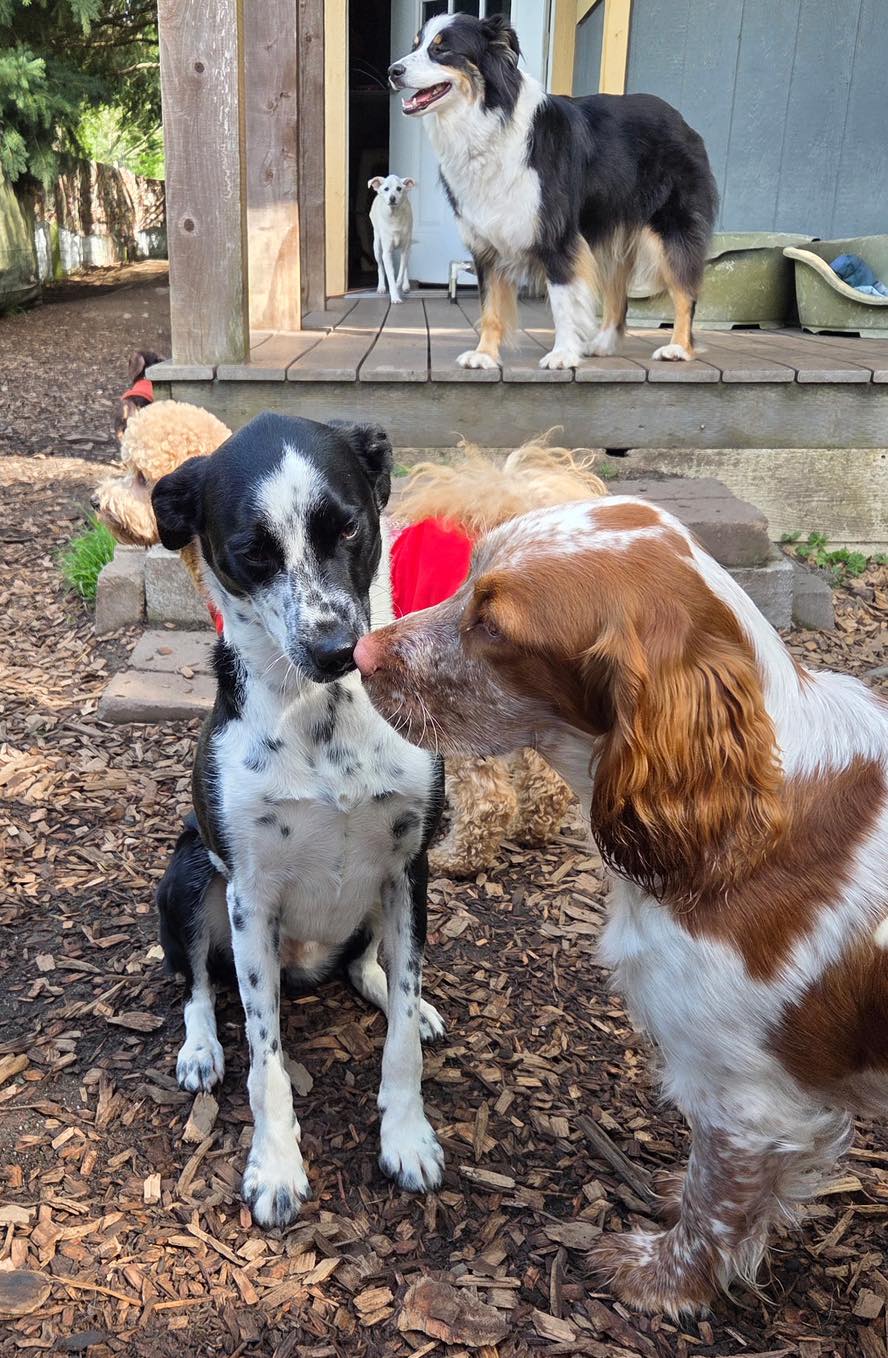 Adventure Trails Dog Camp LLC Coupeville