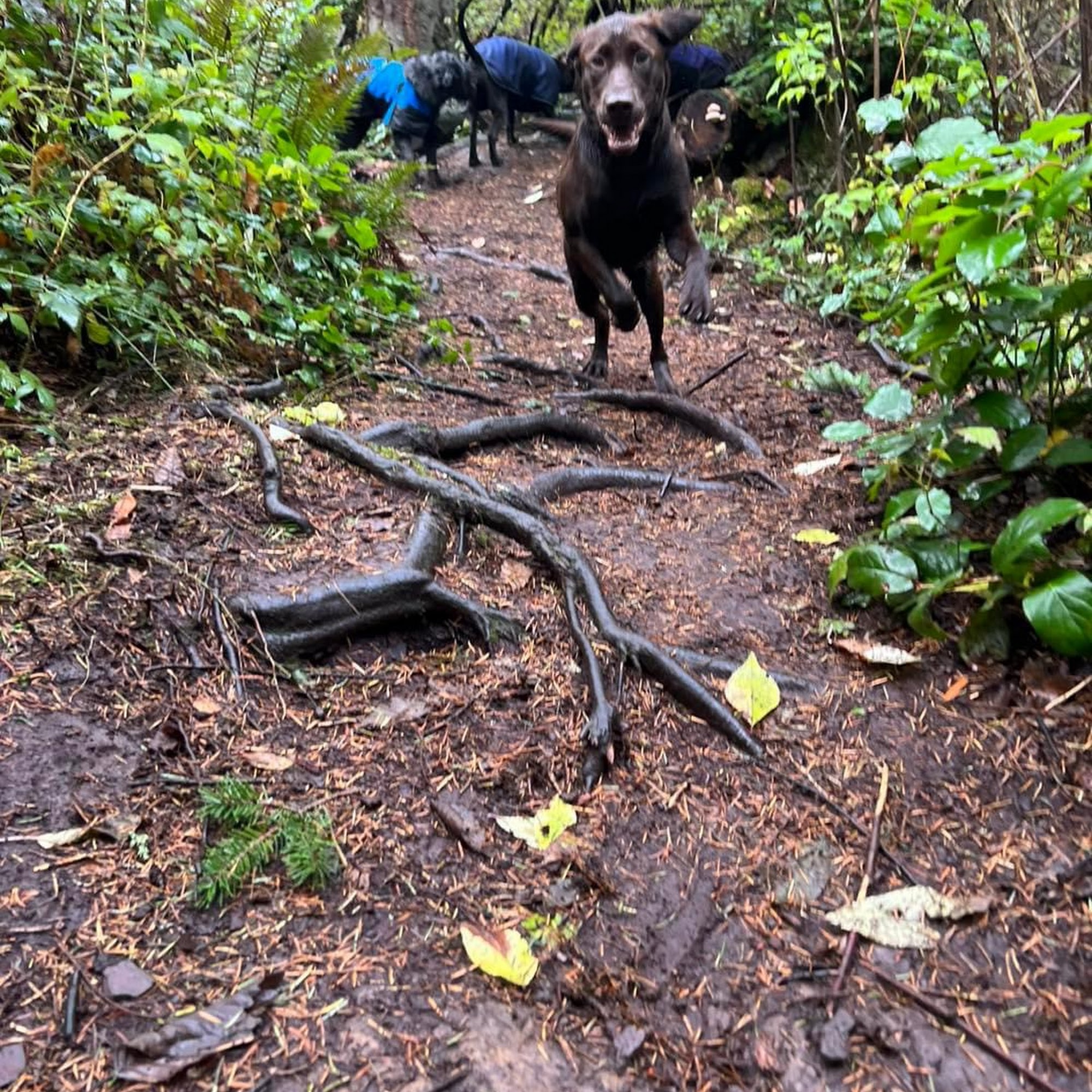 Adventure Trails Dog Camp LLC Coupeville