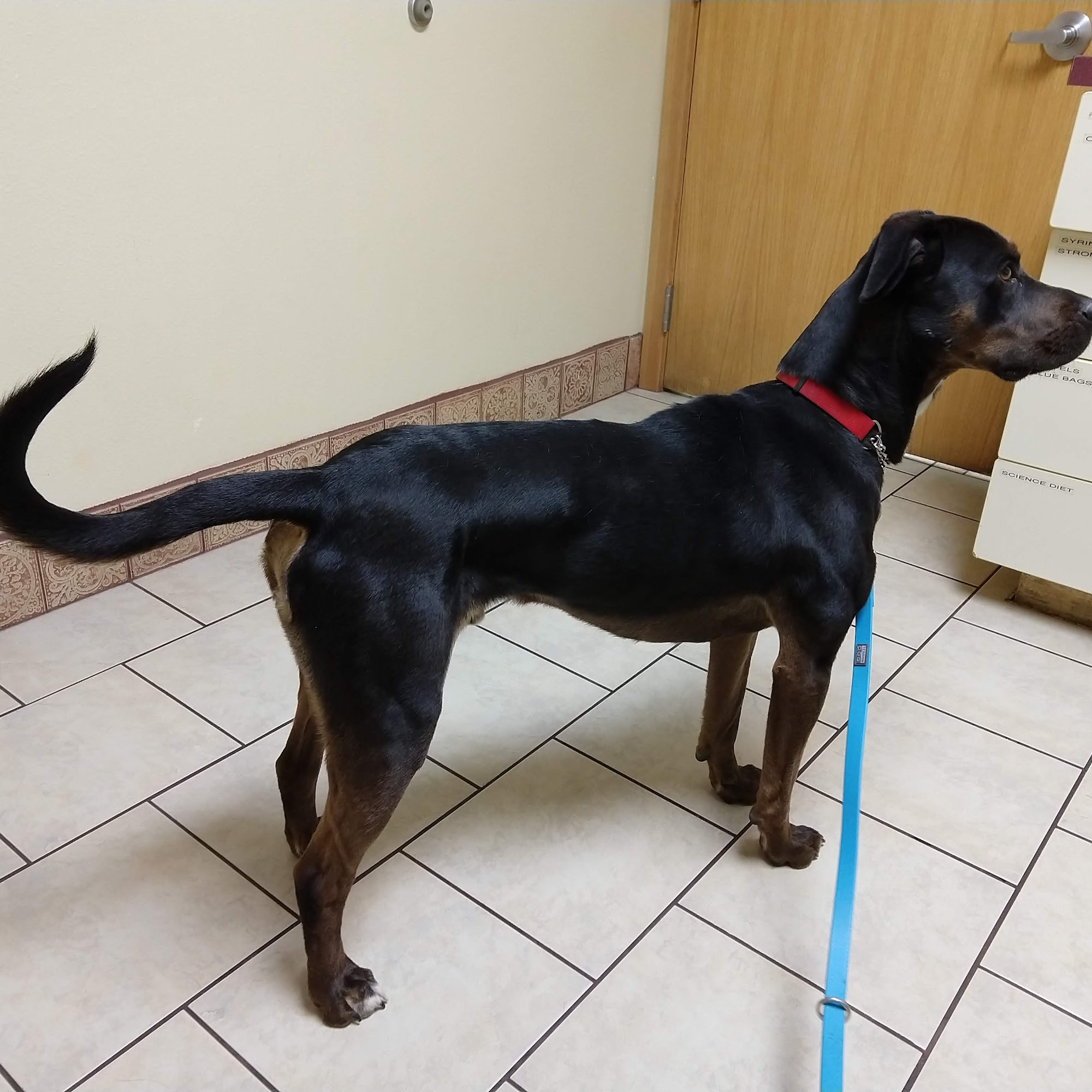 Deer Park Veterinary Clinic Deer Park