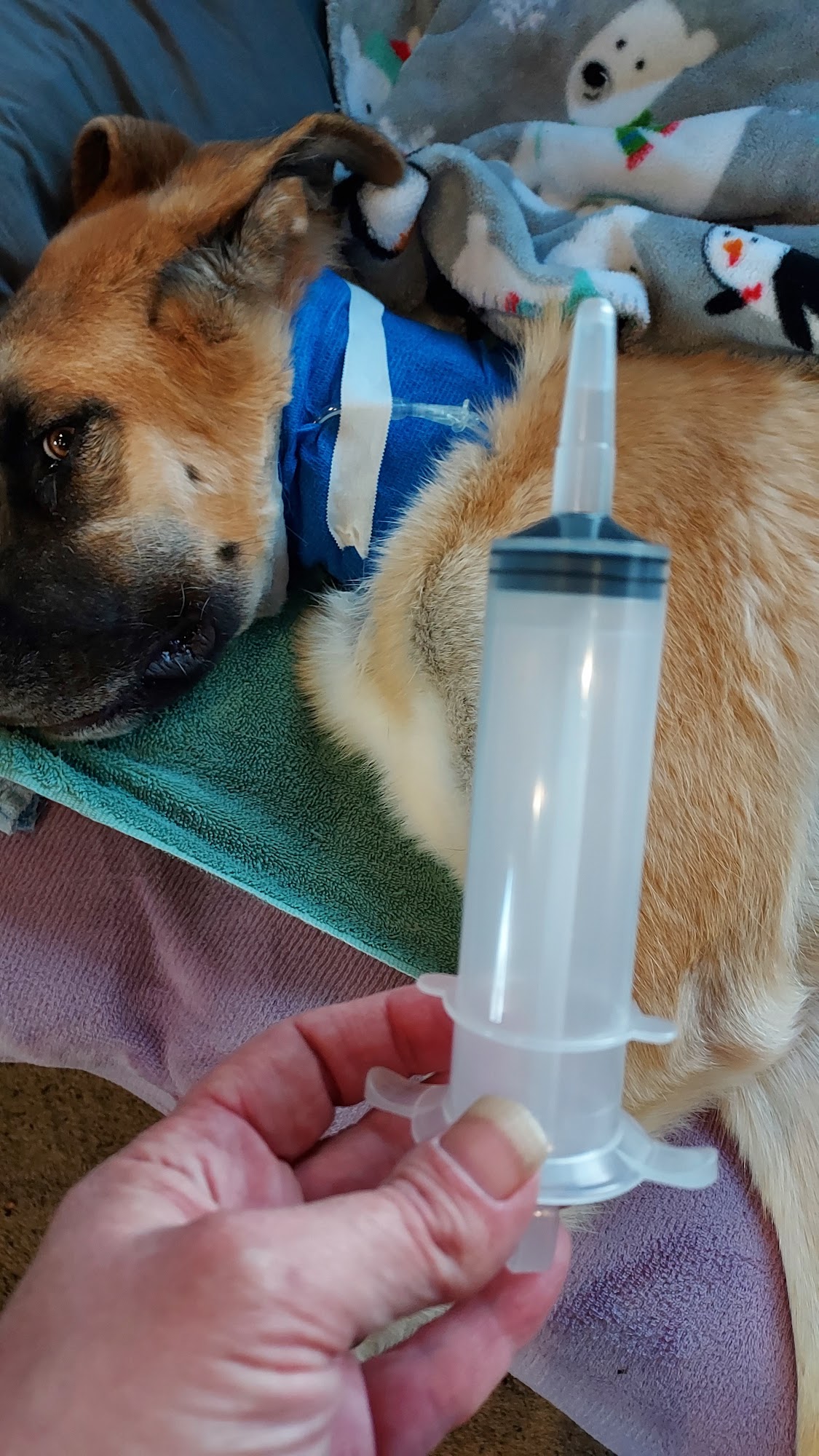 Hometown Animal Hospital Deer Park