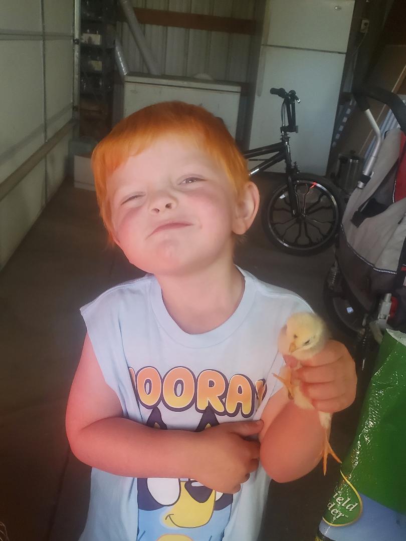 Nose to Tail Pet Grooming Deer Park