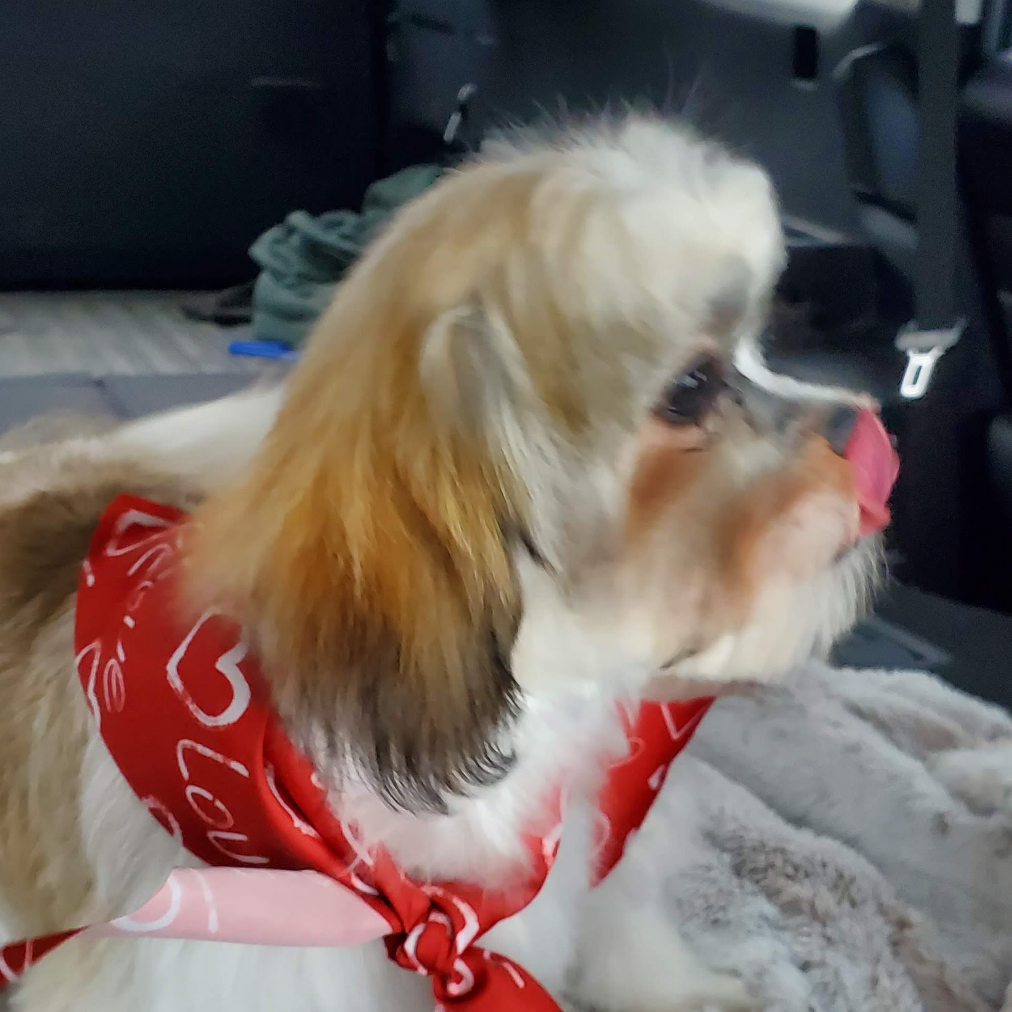 Top Dog NW LLC Deer Park