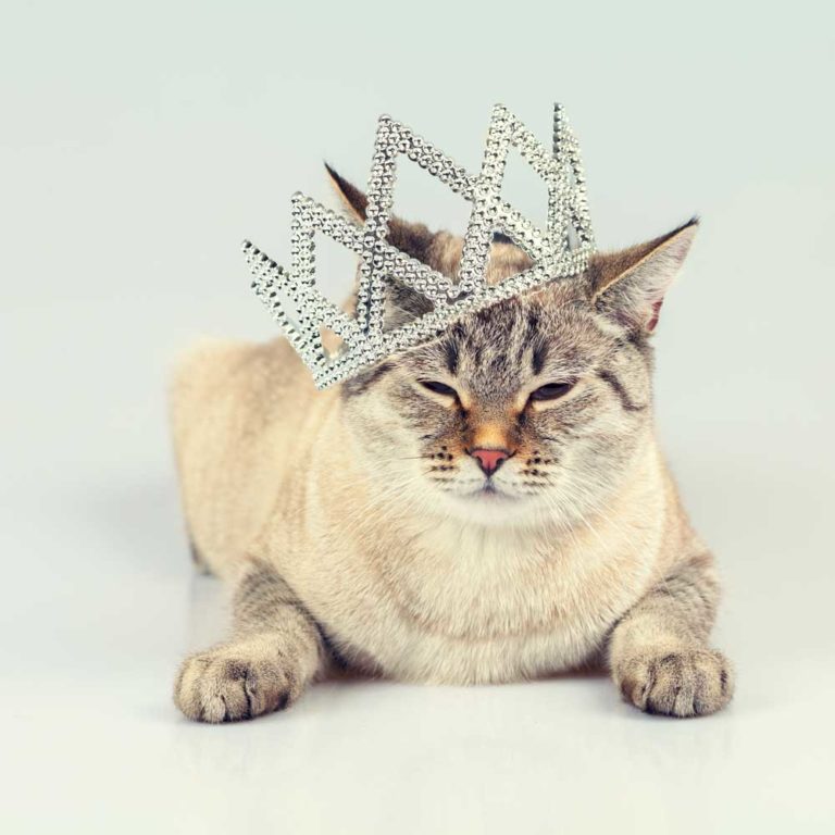 Saltwater Animal Hospital - Des Moines Des Moines