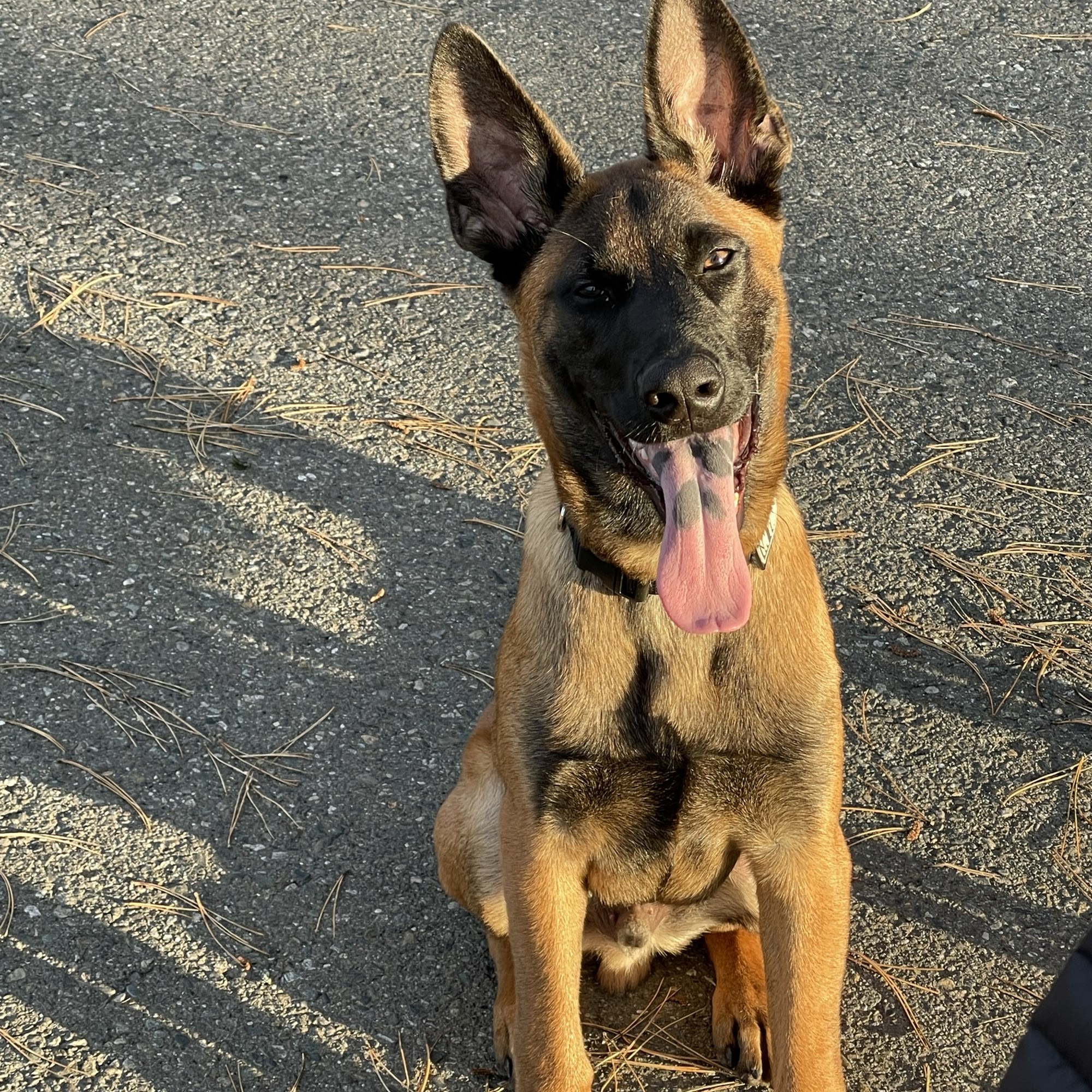 Pawsome Goodies and Treats Duvall