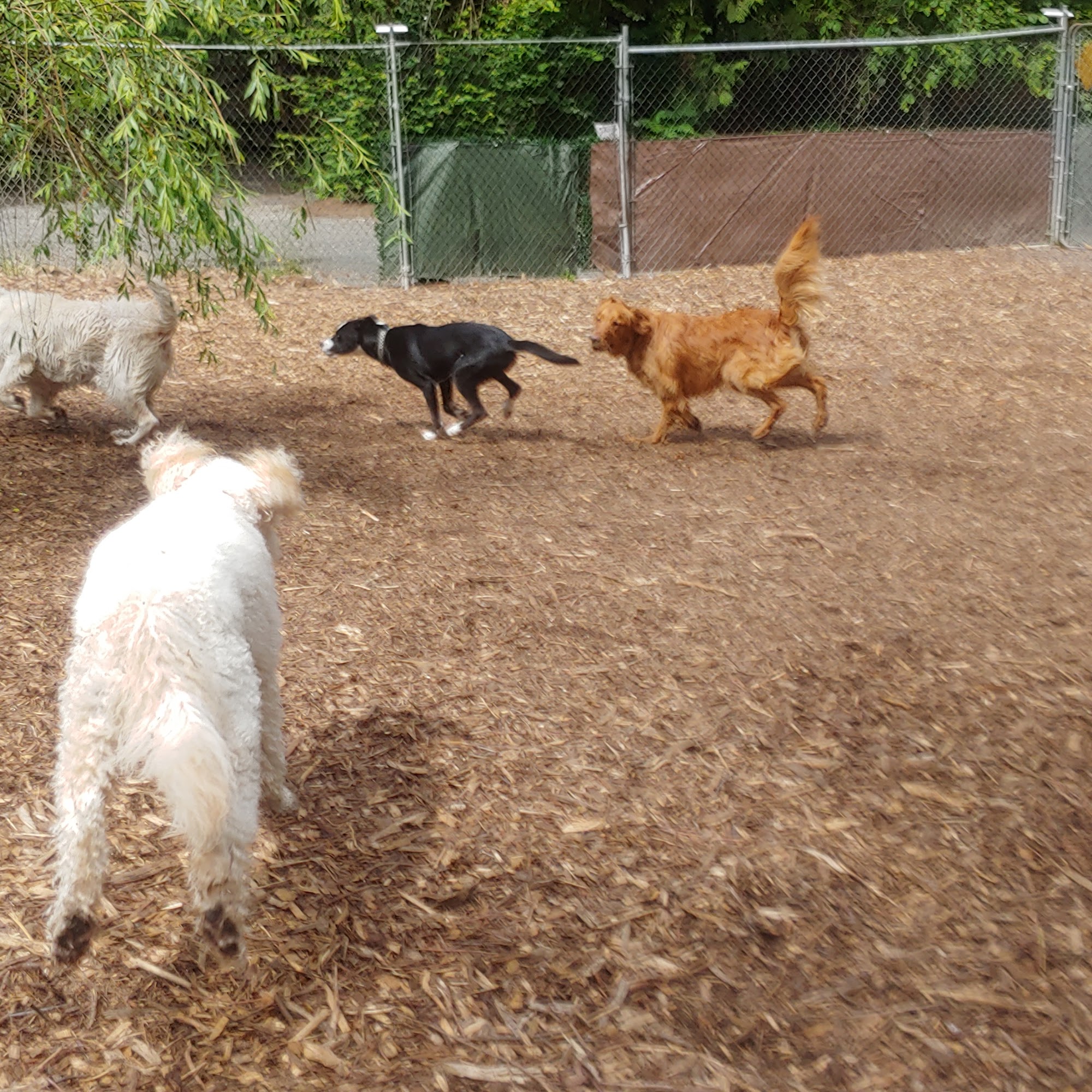 The Hideout Pups Duvall