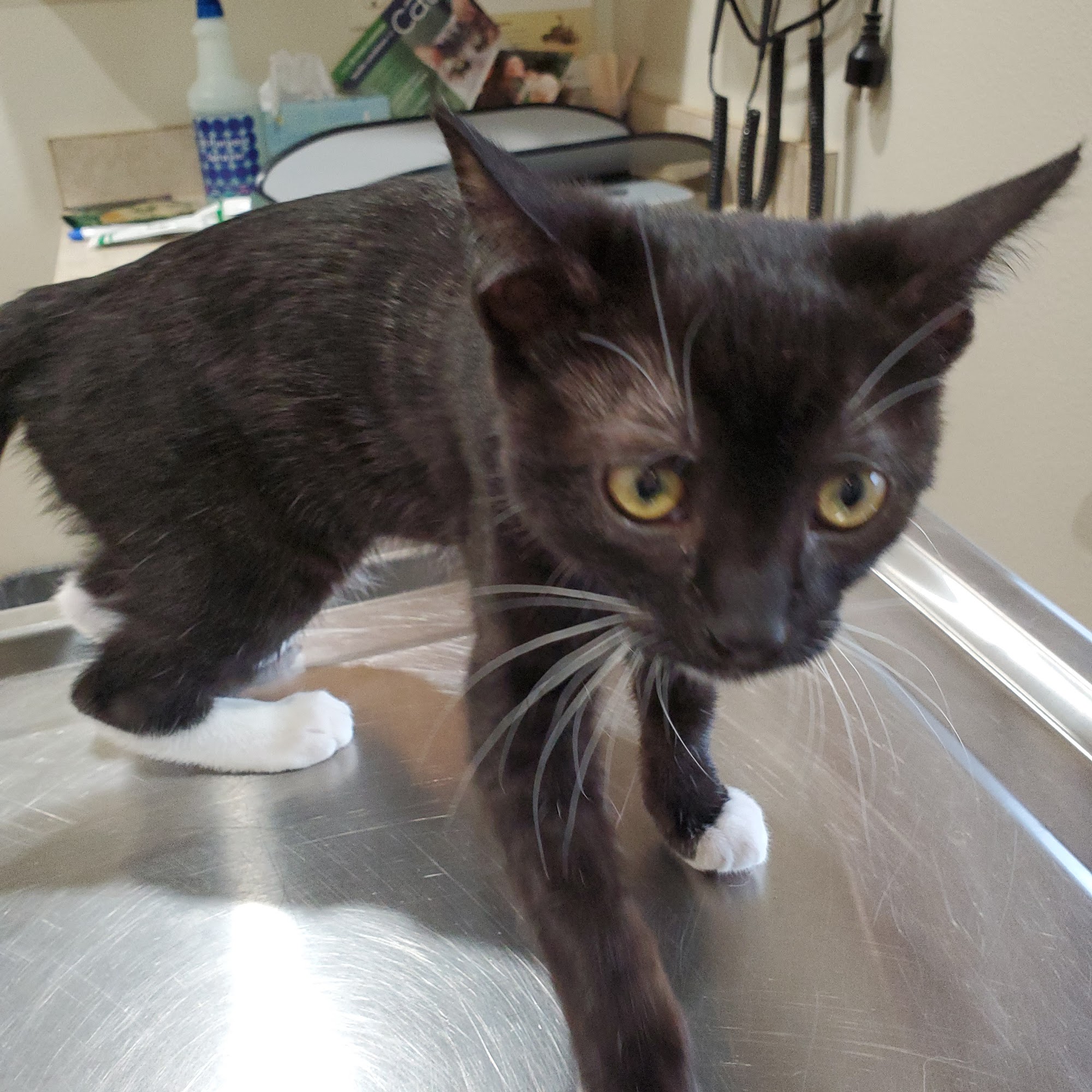 Paws & Claws Veterinary Hospital East Wenatchee