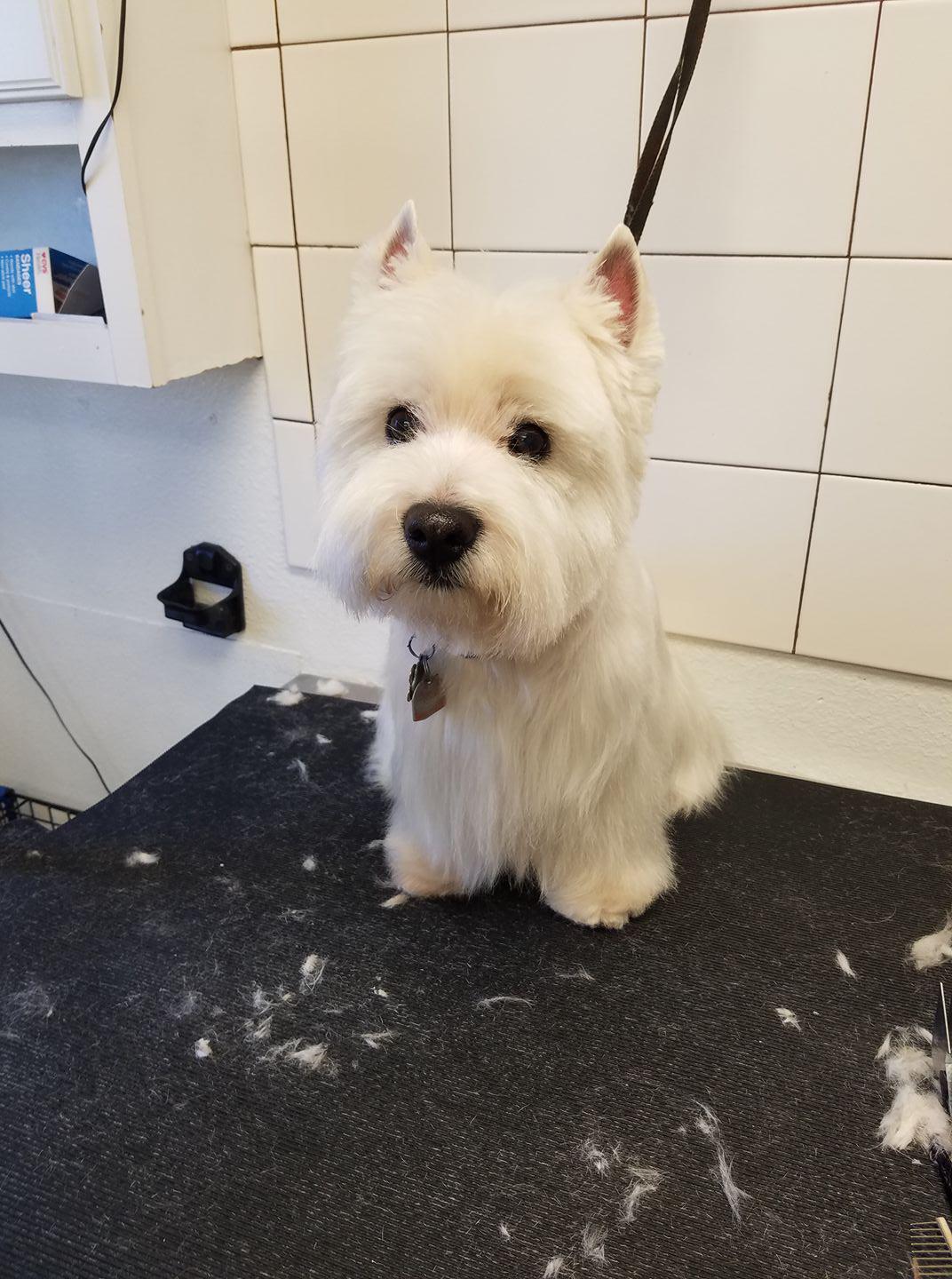 Inn The Doghouse Grooming East Wenatchee